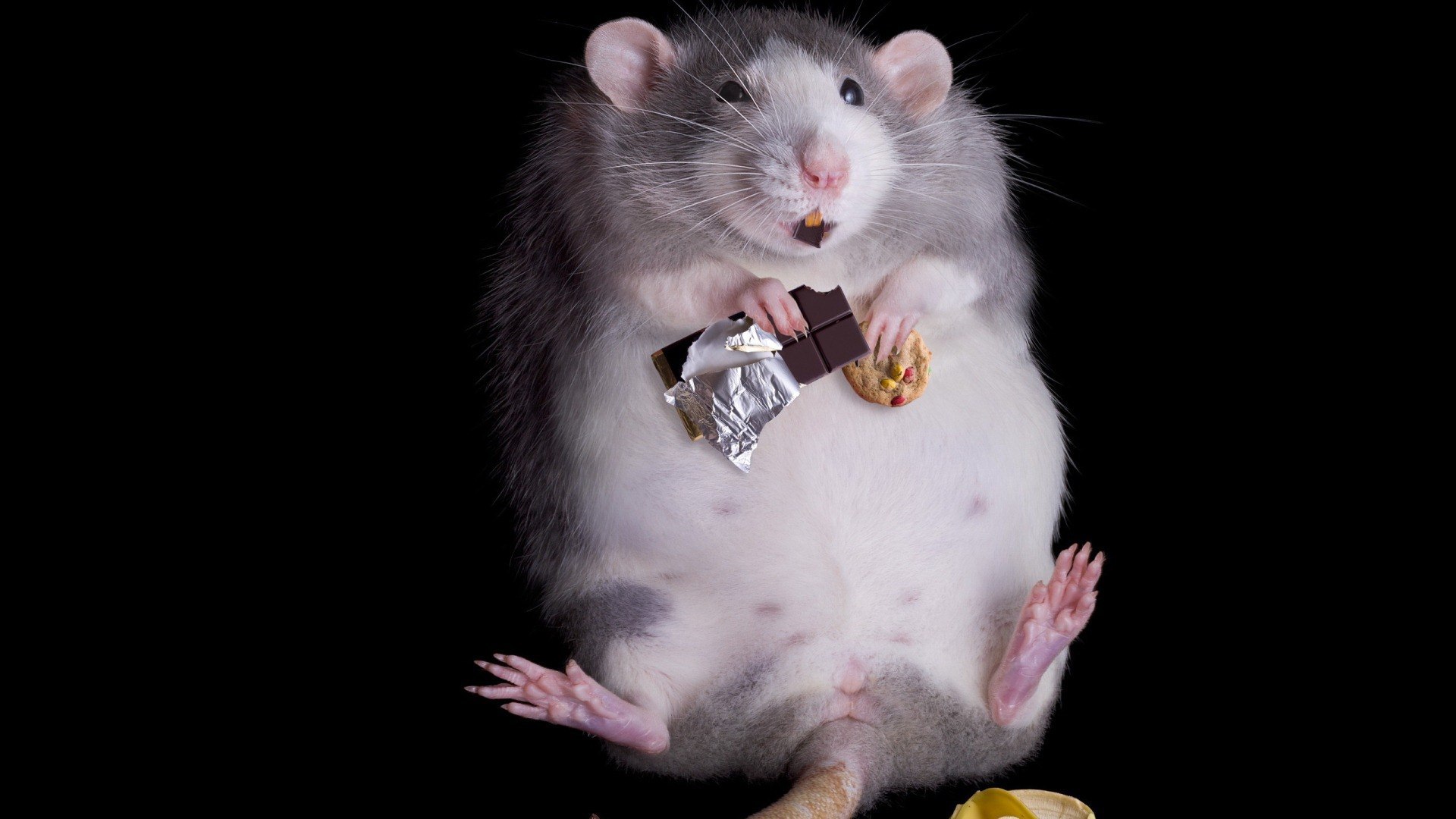 https://www.zastavki.com/pictures/originals/2015/Animals_Rat_overeaten_sweets_096295_.jpg