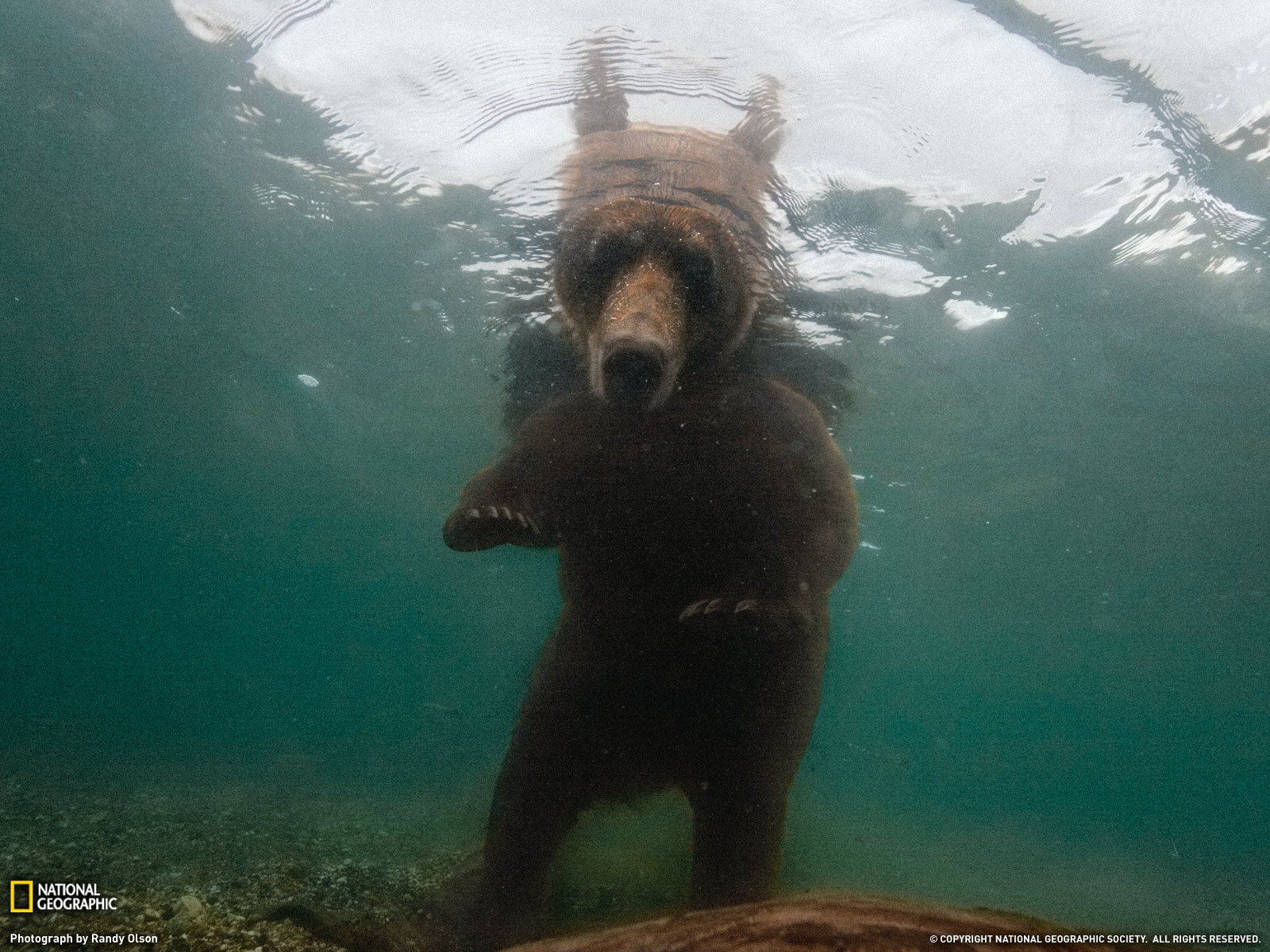 Zastaki.com - Медведь смотрит под воду