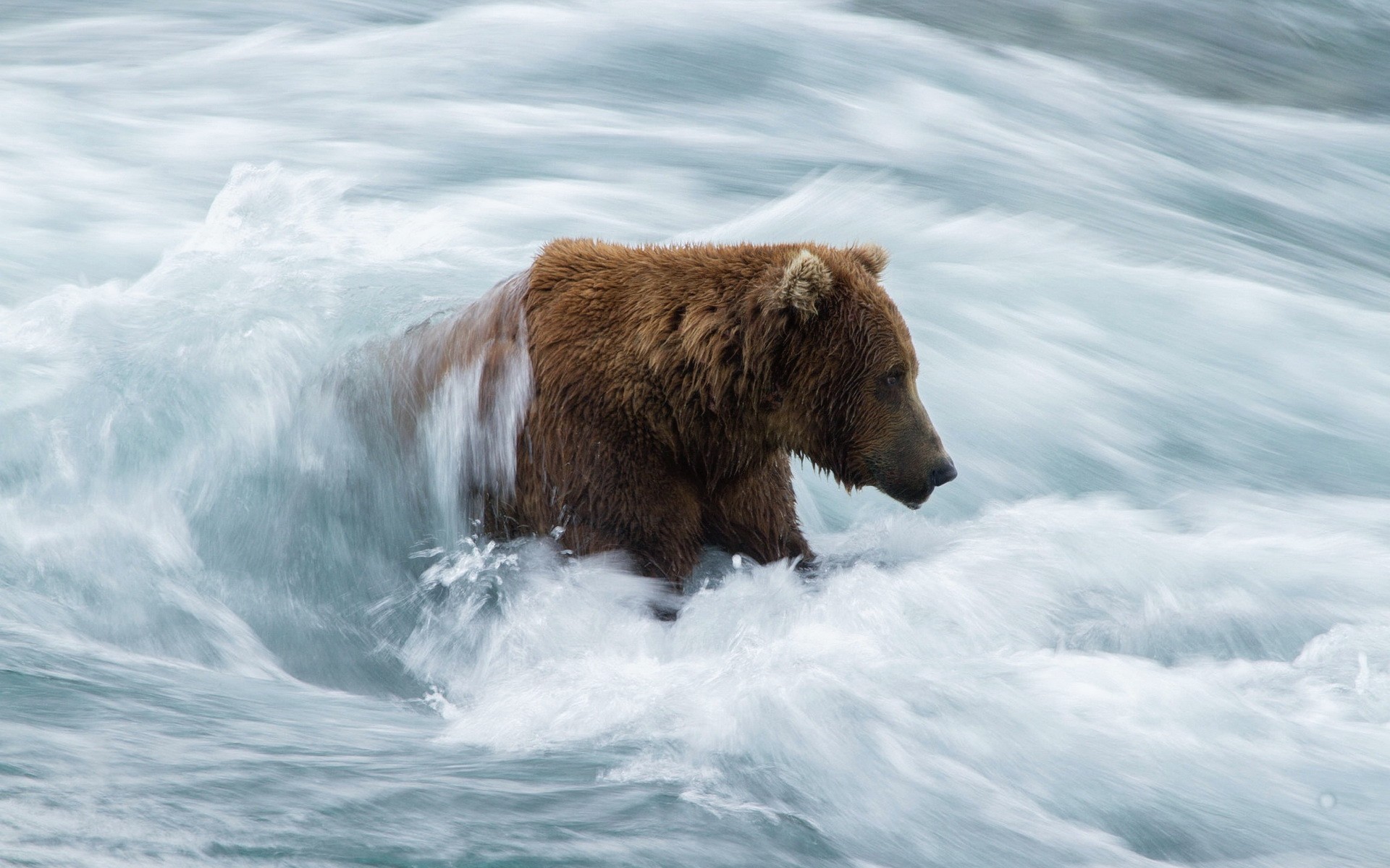 Медведь плавает скорость. Медведь. Животные медведь. Медведь на реке. Медведь в природе.