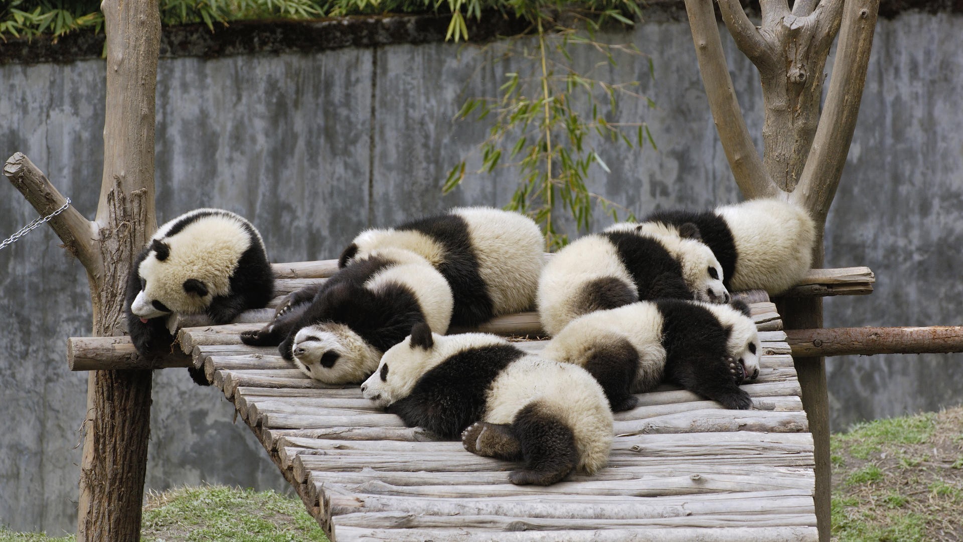 Cute and kawaii lazy panda
