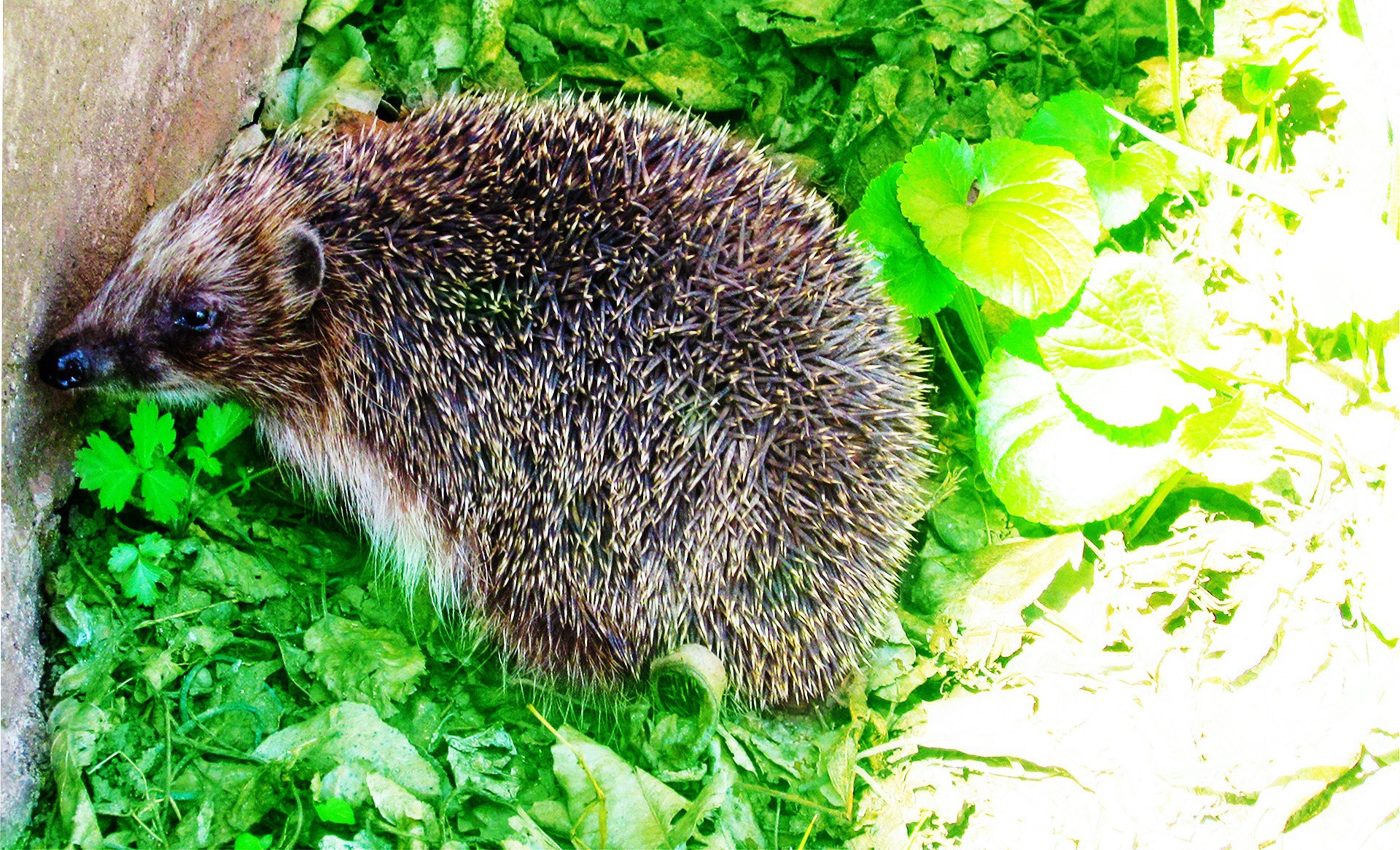 Зелёный ёжик в зелёном лесу. Зеленый ежик песня. Ежик в карелии. Зеленый ежик песня. Ежик в зелёной краске.