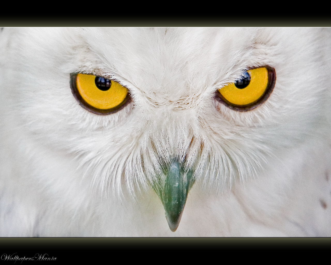 Zastaki.com - Глаза белой совы