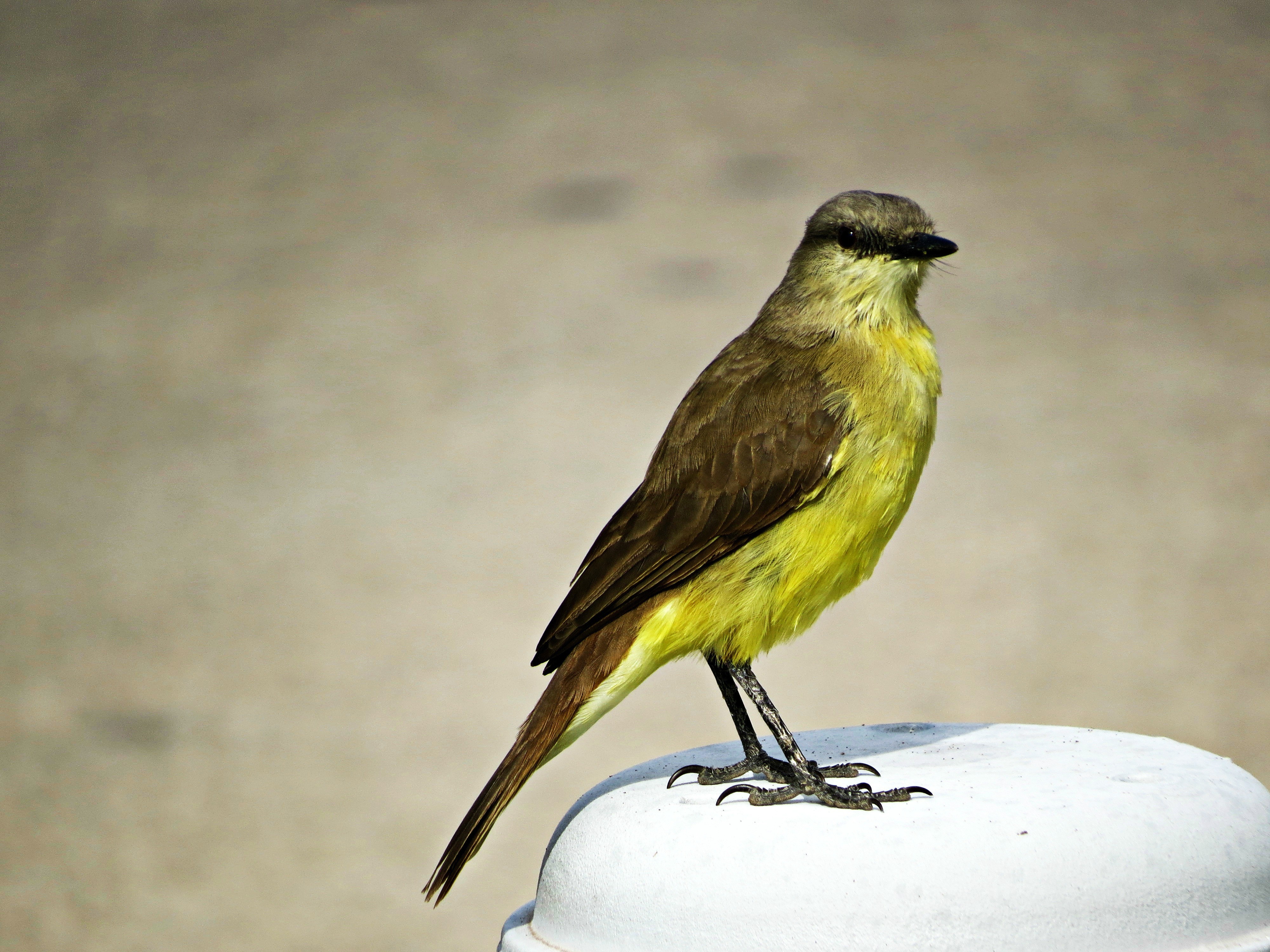 Птичка с желтыми крылышками. Зеленушка Жёлтопузая. Зяблик желтогрудый. Отряд воробьиных желтогрудка. Маленькая желтогрудая птичка.