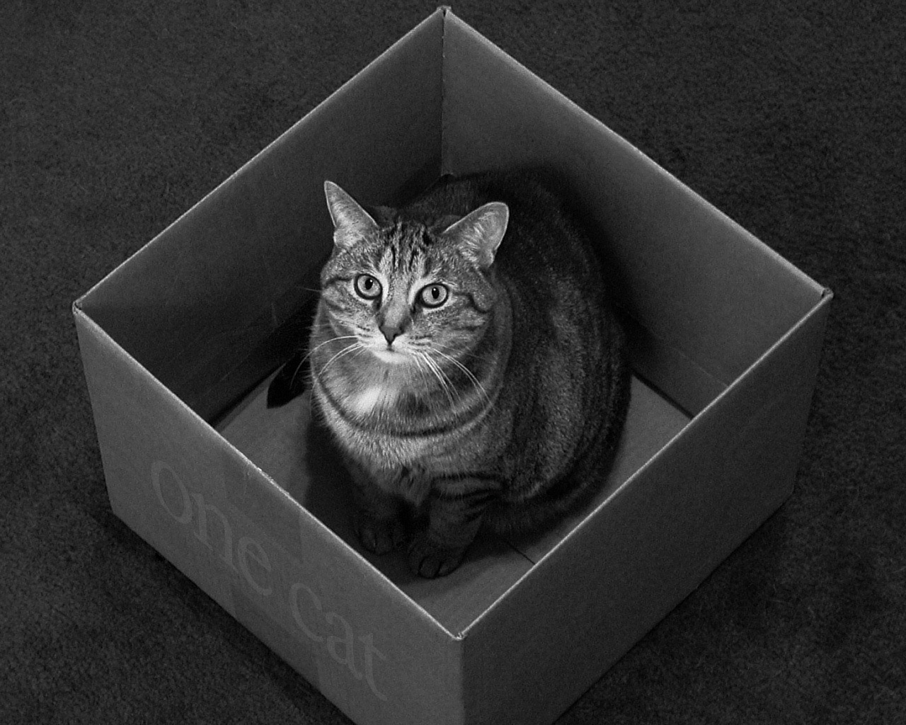 Zastaki.com - Коробка для одного кота