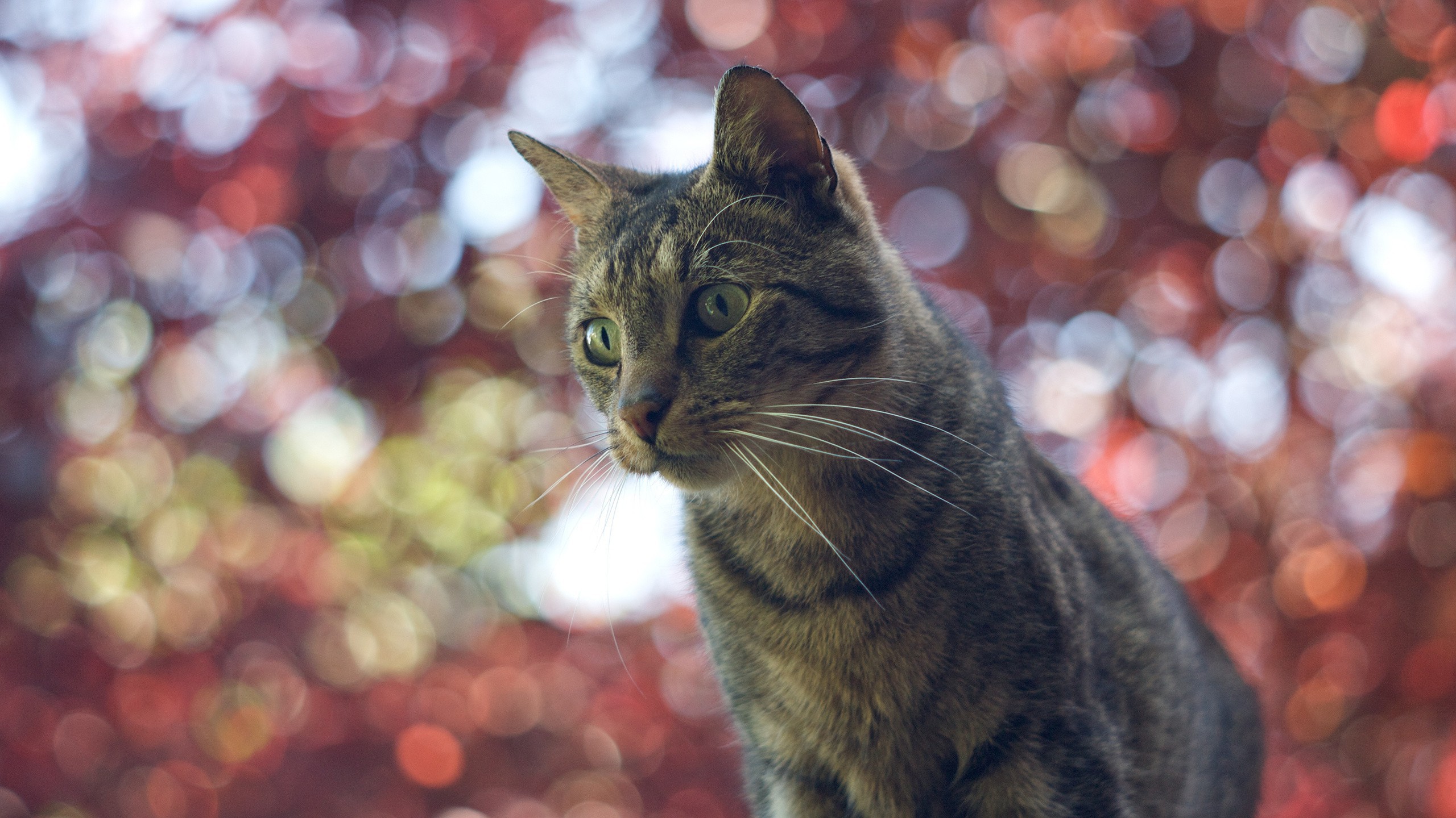 Domestic Cat On A Background Of Blurred Lights Wallpapers