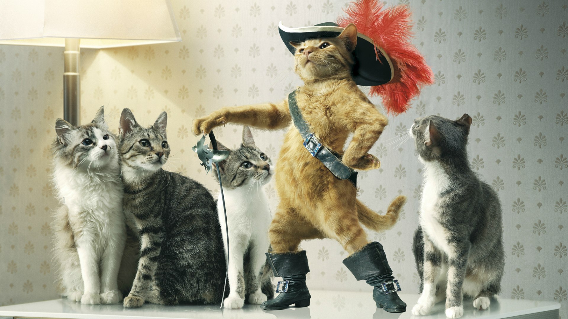 https://www.zastavki.com/pictures/originals/2015/Animals___Cats_Males_with_the_leader_096708_.jpg