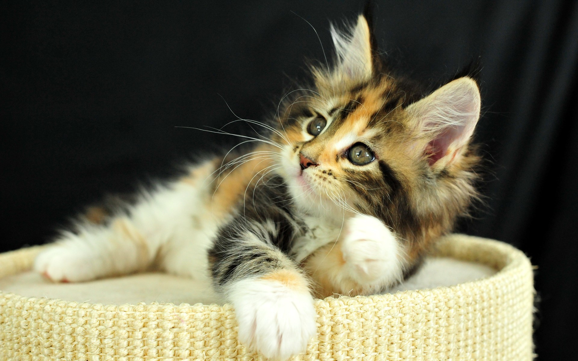 Очаровательная киска. Мейн кун Калико. Красивые котята. Красивые котики. Милые котики.