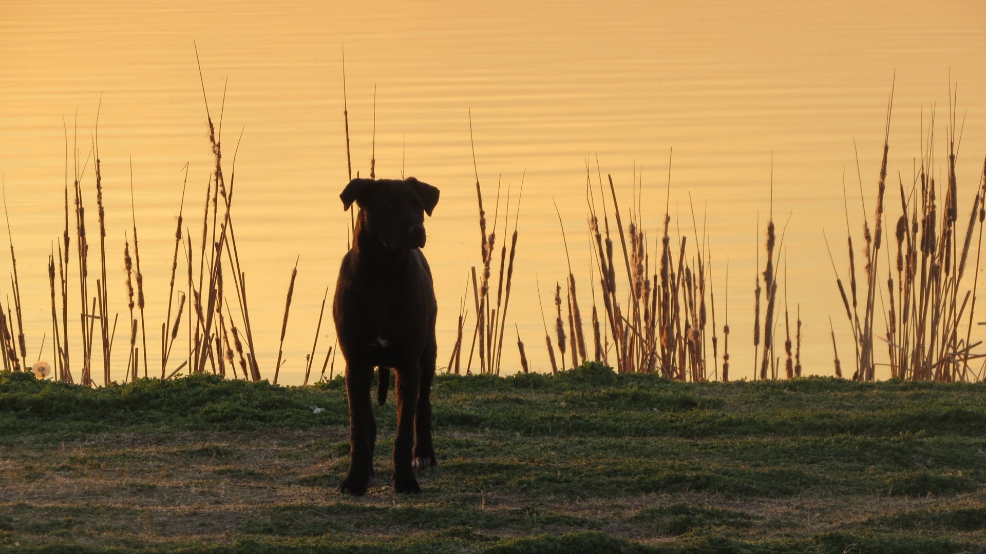 Черный пес песни. Чёрный пёс. Черный пес - Black Dog. Собака на берегу озера. Собака на берегу реки.