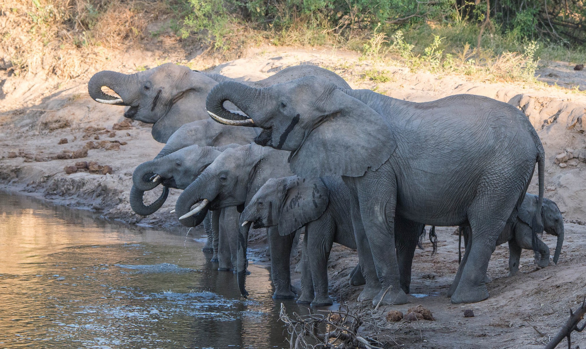 Zastaki.com - Слоны с маленькими слонятами на водопое