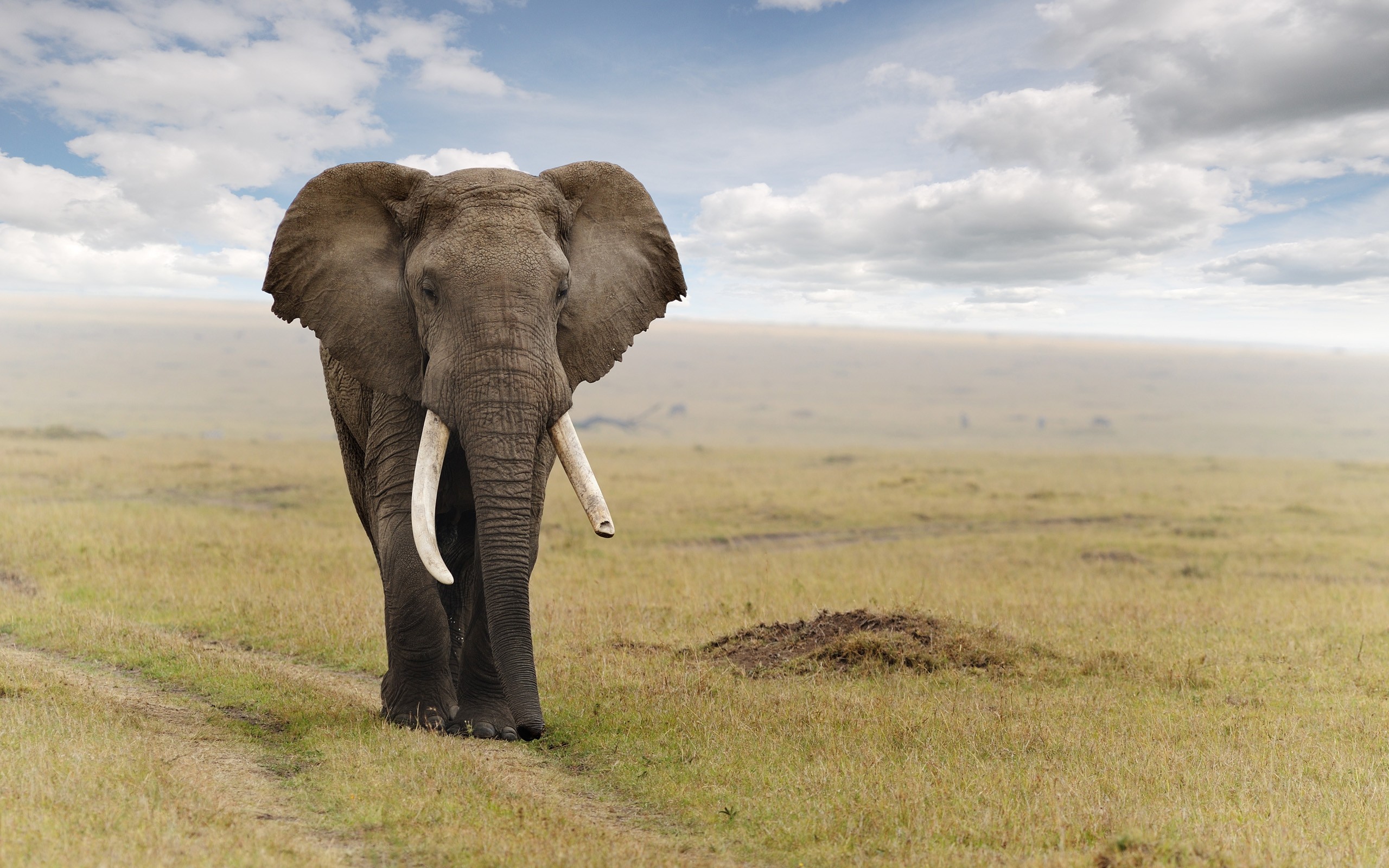 Elephant на русском языке. Слон. Слон фото. Африканский слон. Саванный слон.