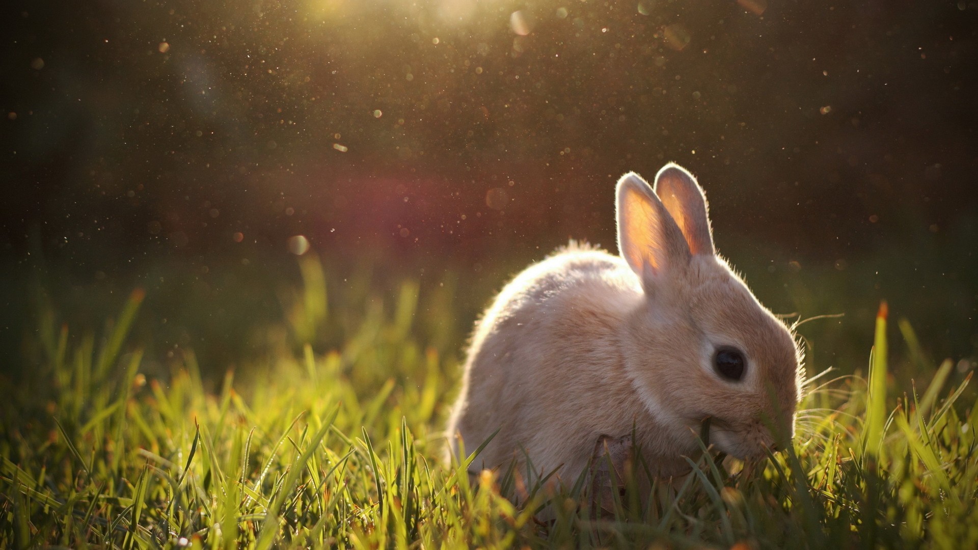 Zastaki.com - Бежевый кролик кушает траву