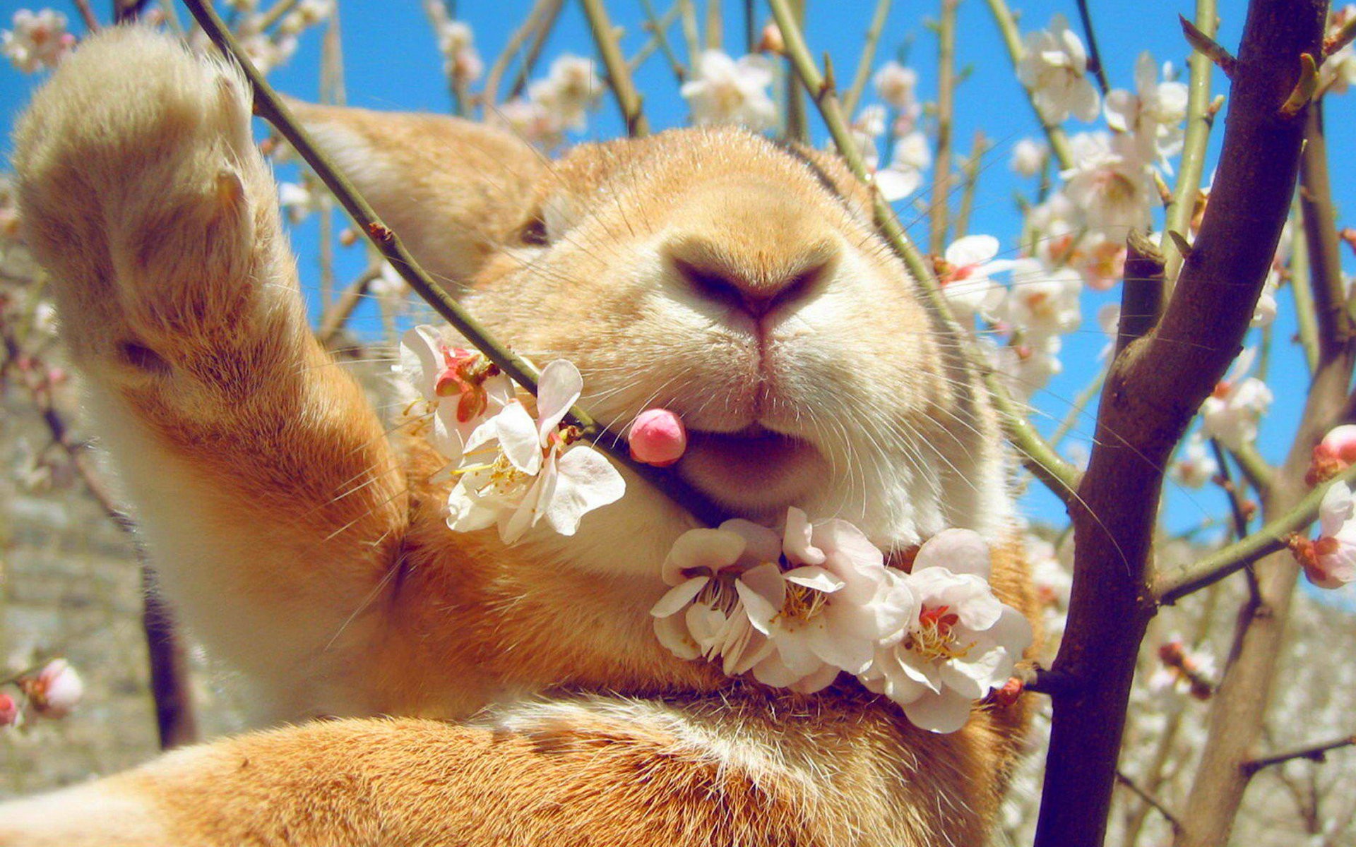 Zastaki.com - Кролик ест цветы на дереве