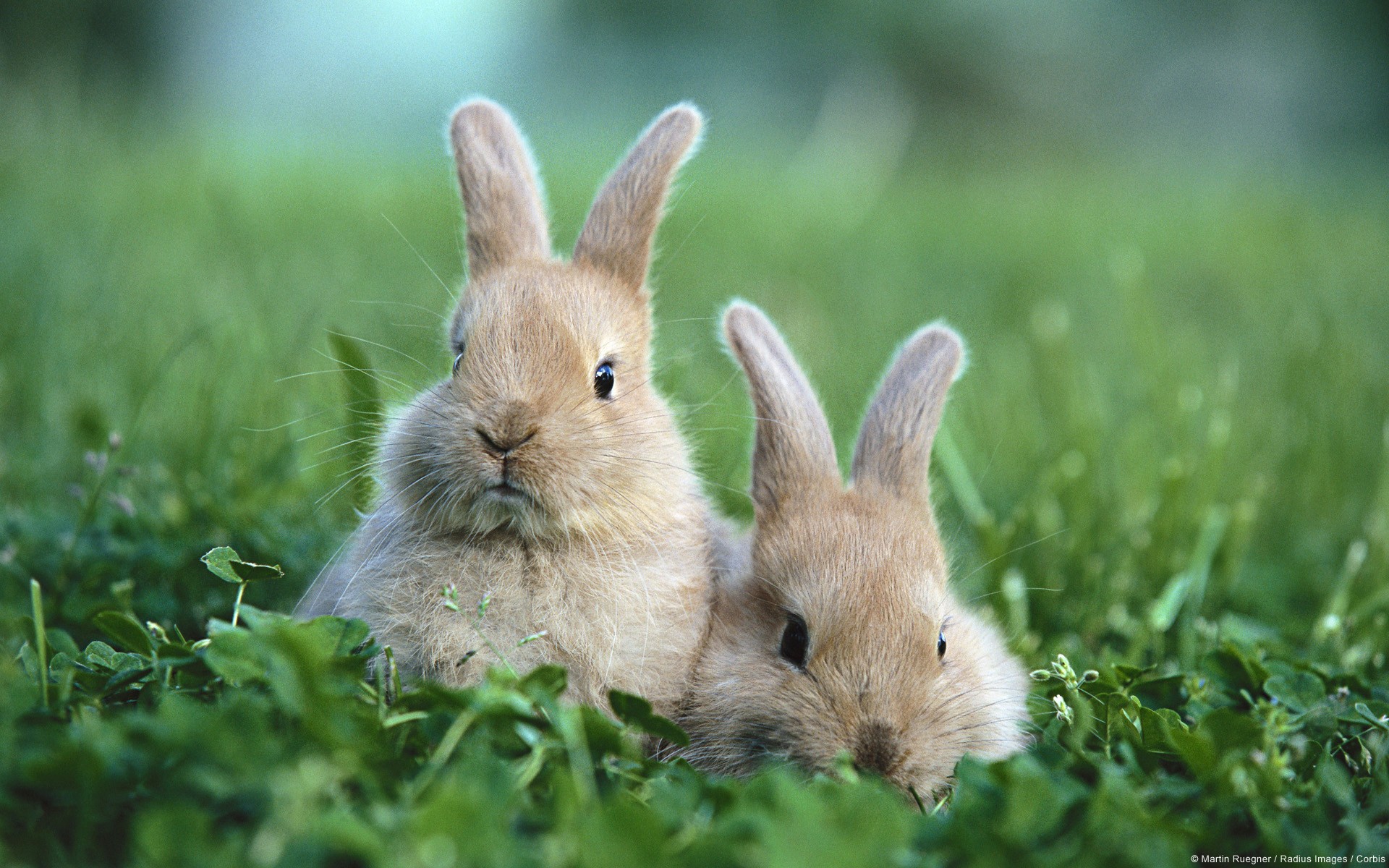 Zastaki.com - Два забавных коричневых кролика в траве