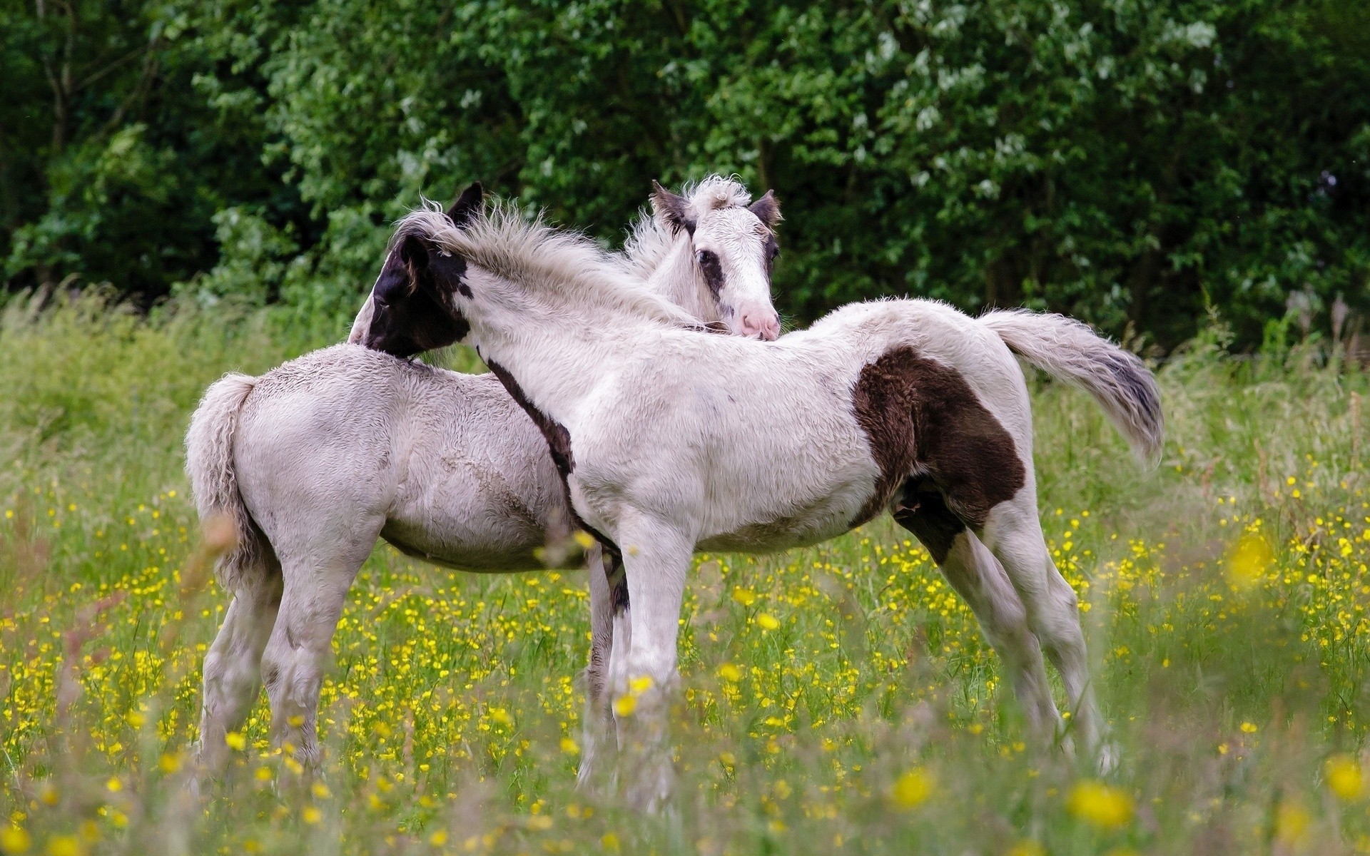 Young Horses On A Field Of Yellow Flowers Wallpapers And