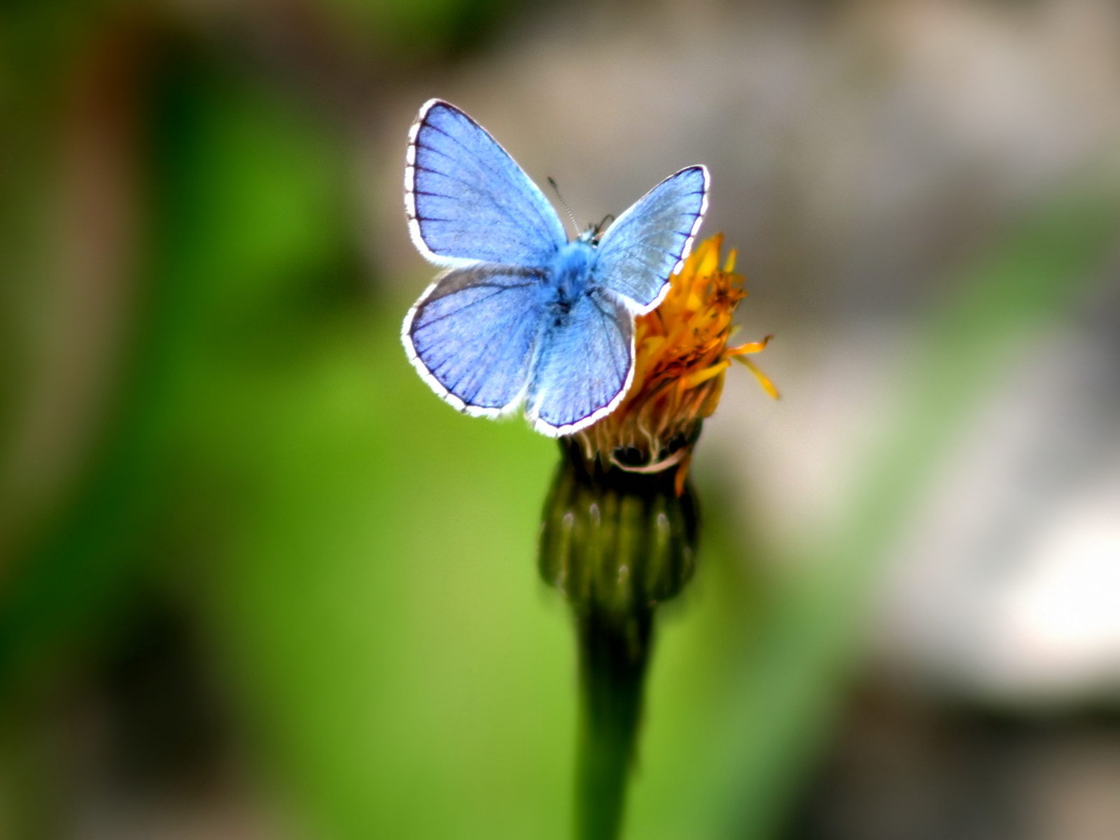 Zastaki.com - Голубая бабочка на цветке