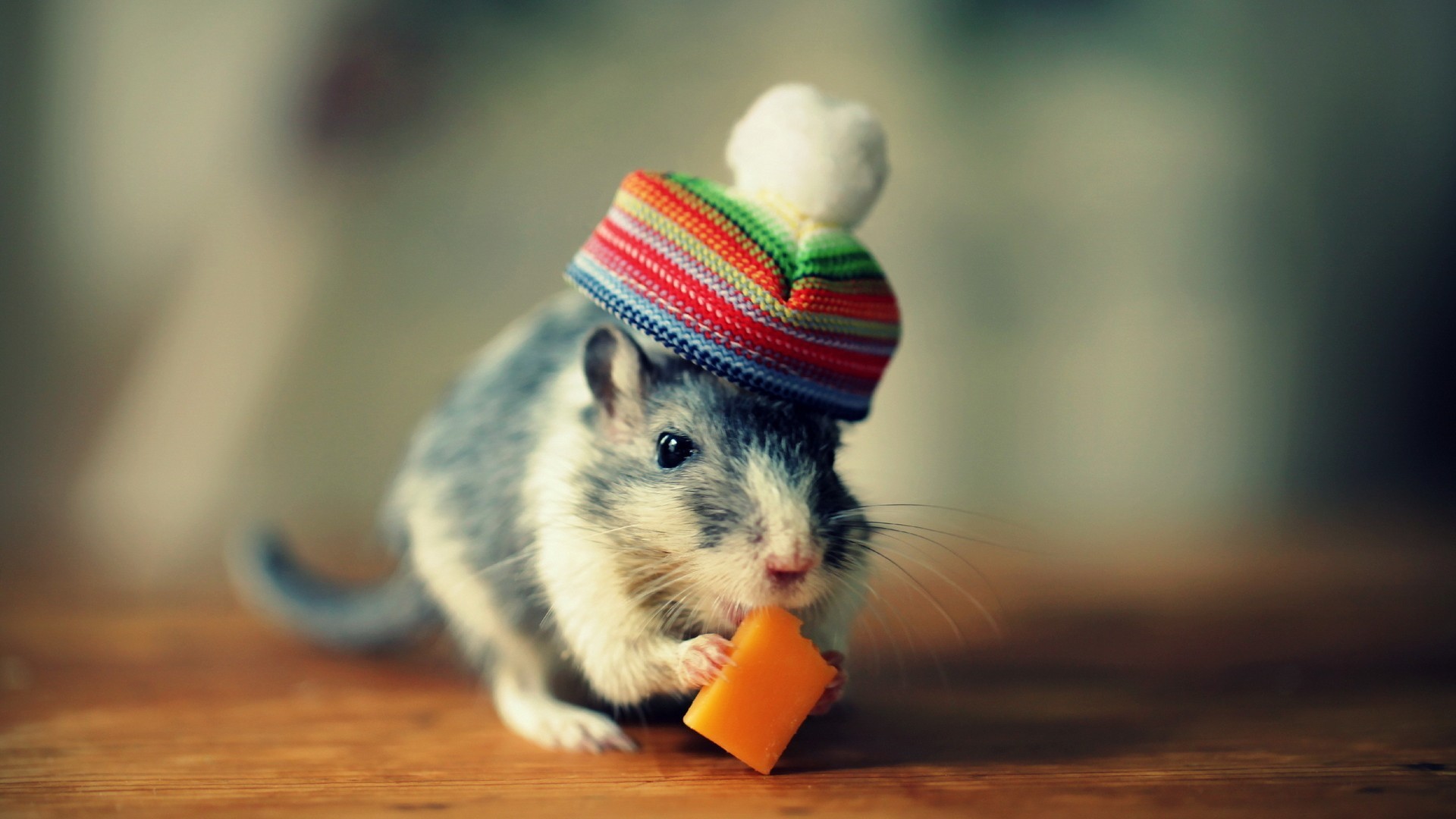 Zastaki.com - Мышка в шапке кушает сыр