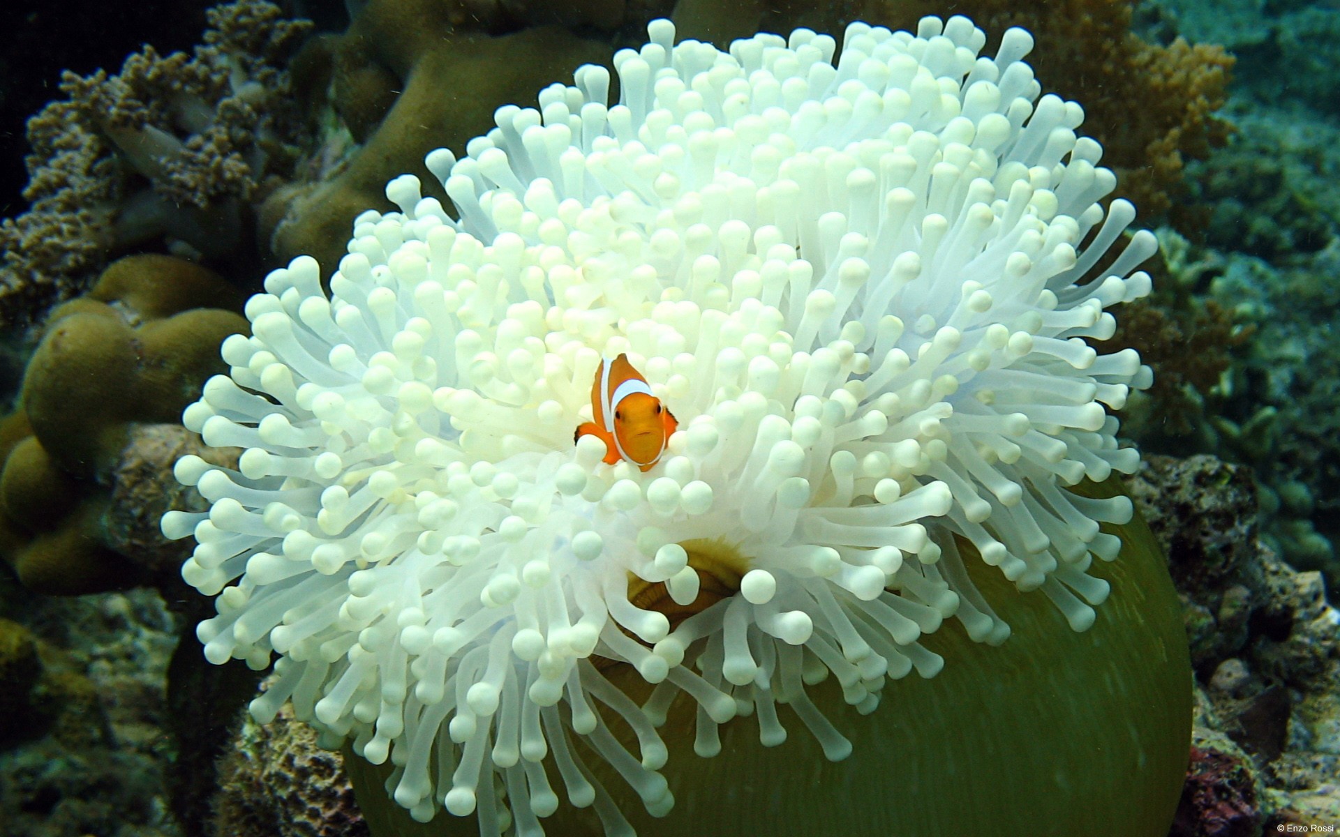 Рыбы едят растения. Коралловые полипы актиния. Актинии морские анемоны. Рыба клоун и актиния. Актиния водоросль.