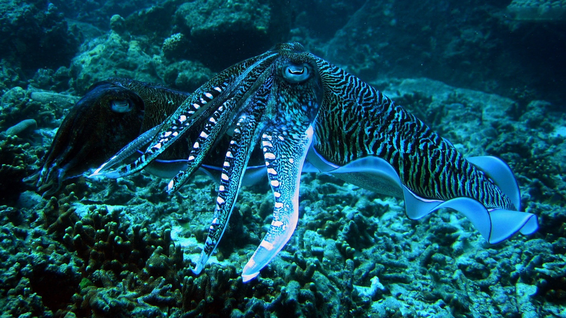 Живые обитатели океана. Мурена и осьминог. Морские головоногие моллюски. Каракатица красное море. Головоногие моллюски осьминог Синекольчатый.