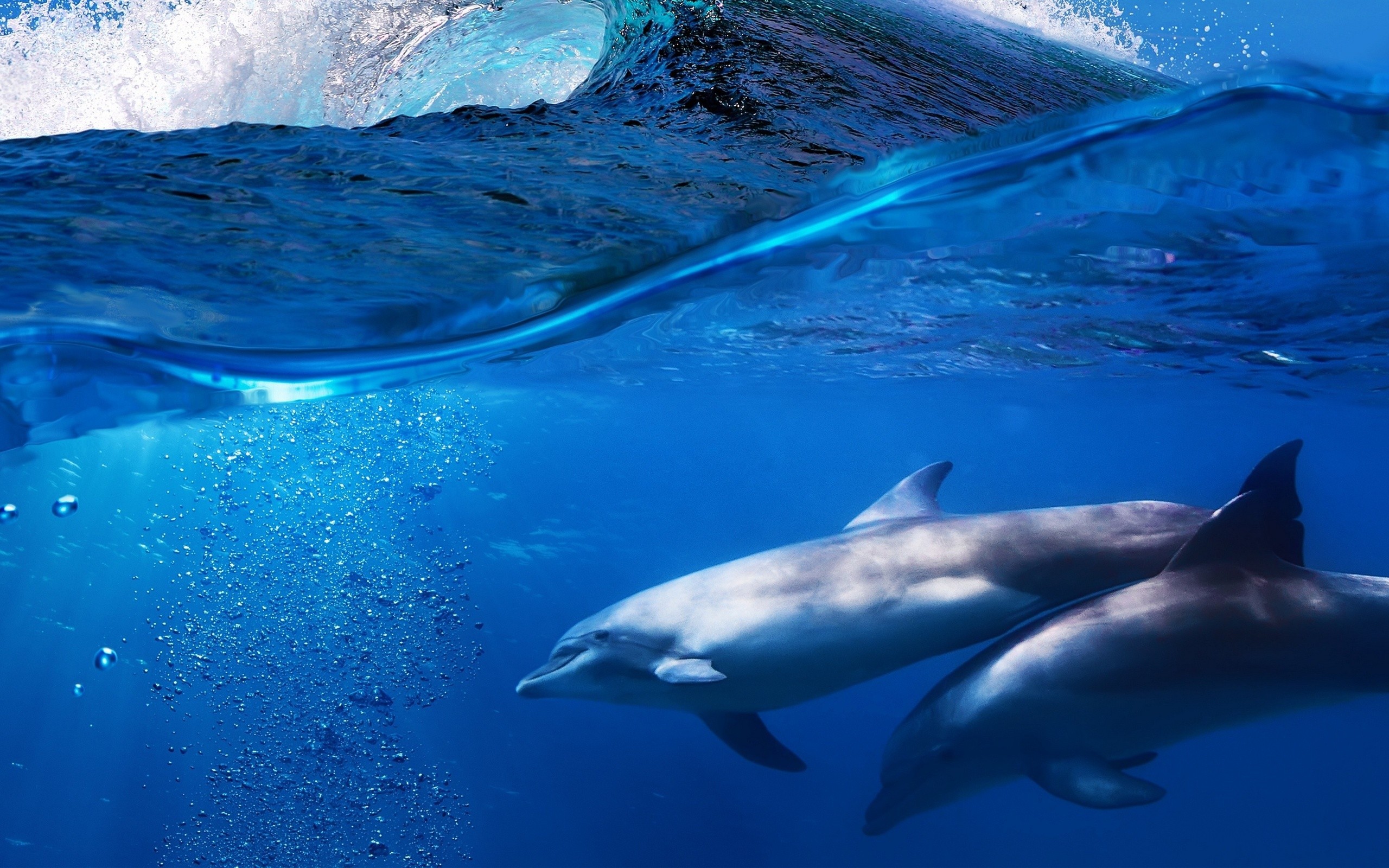 Мир Дельфинов Dolphin world: узнай всё о дельфинах