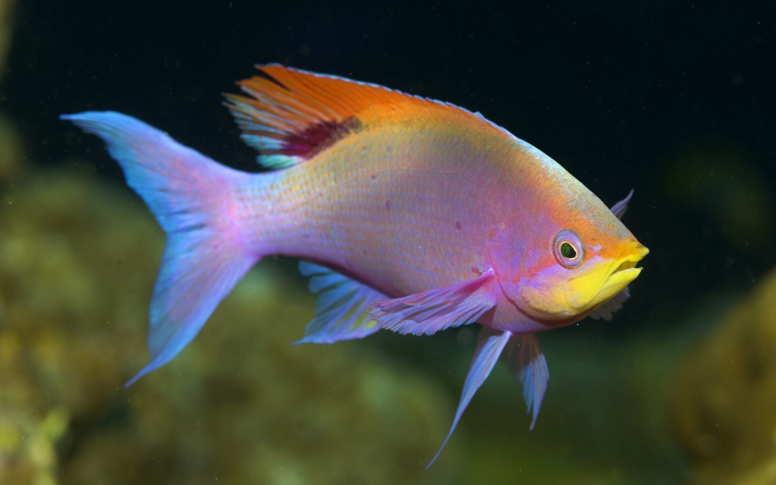 К чему снится красивая рыба. Фламинго рыбка аквариумная. Манакара аквариумная рыбка. Уару аквариумная рыбка. Красивые разноцветные рыбки.