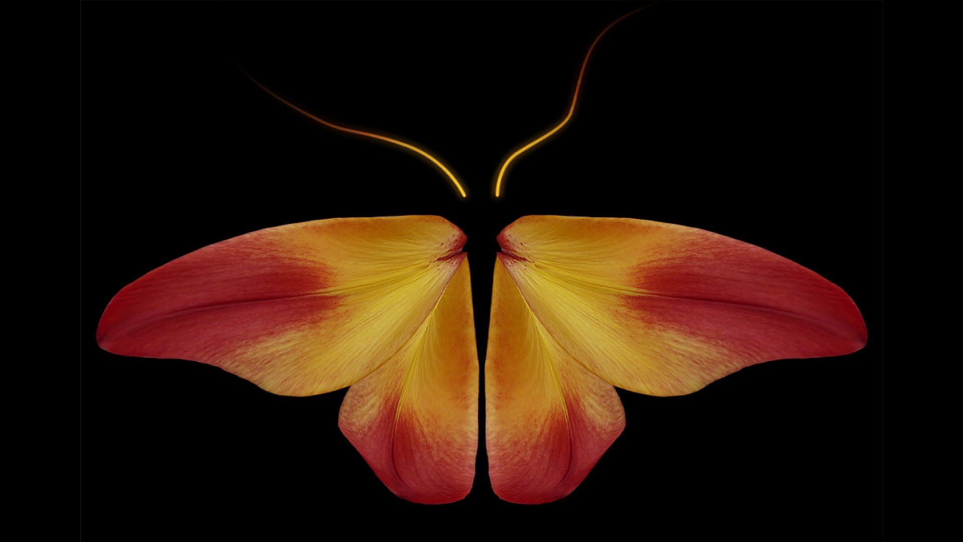 Zastaki.com - Бабочка из цветочных лепестков