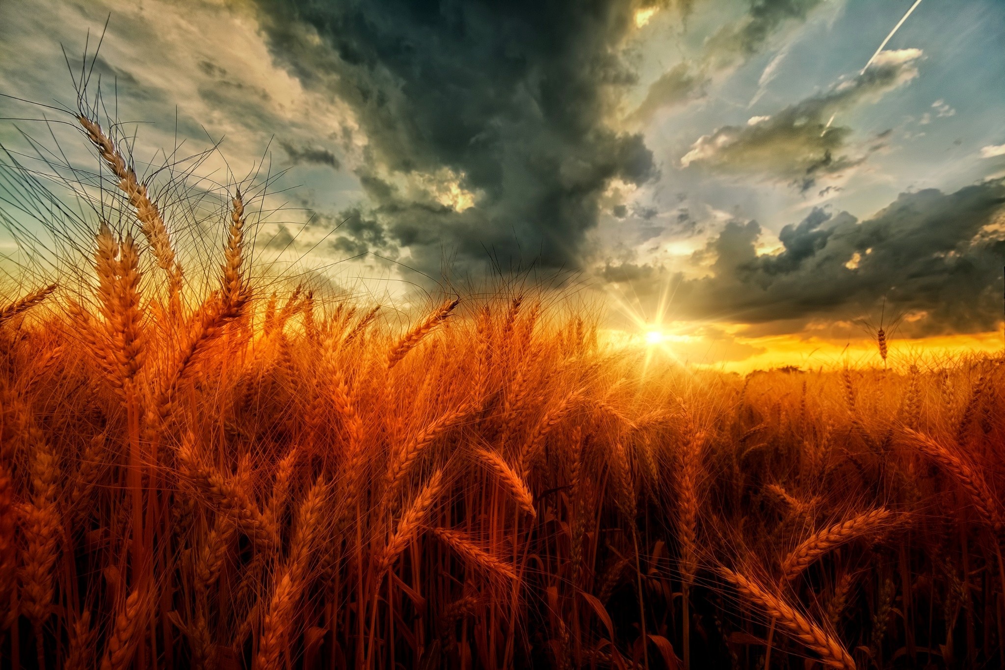 Пшеничное солнце. Поле пшеницы. Поле с колосьями. Рожь на закате. Поле пшеницы на закате.