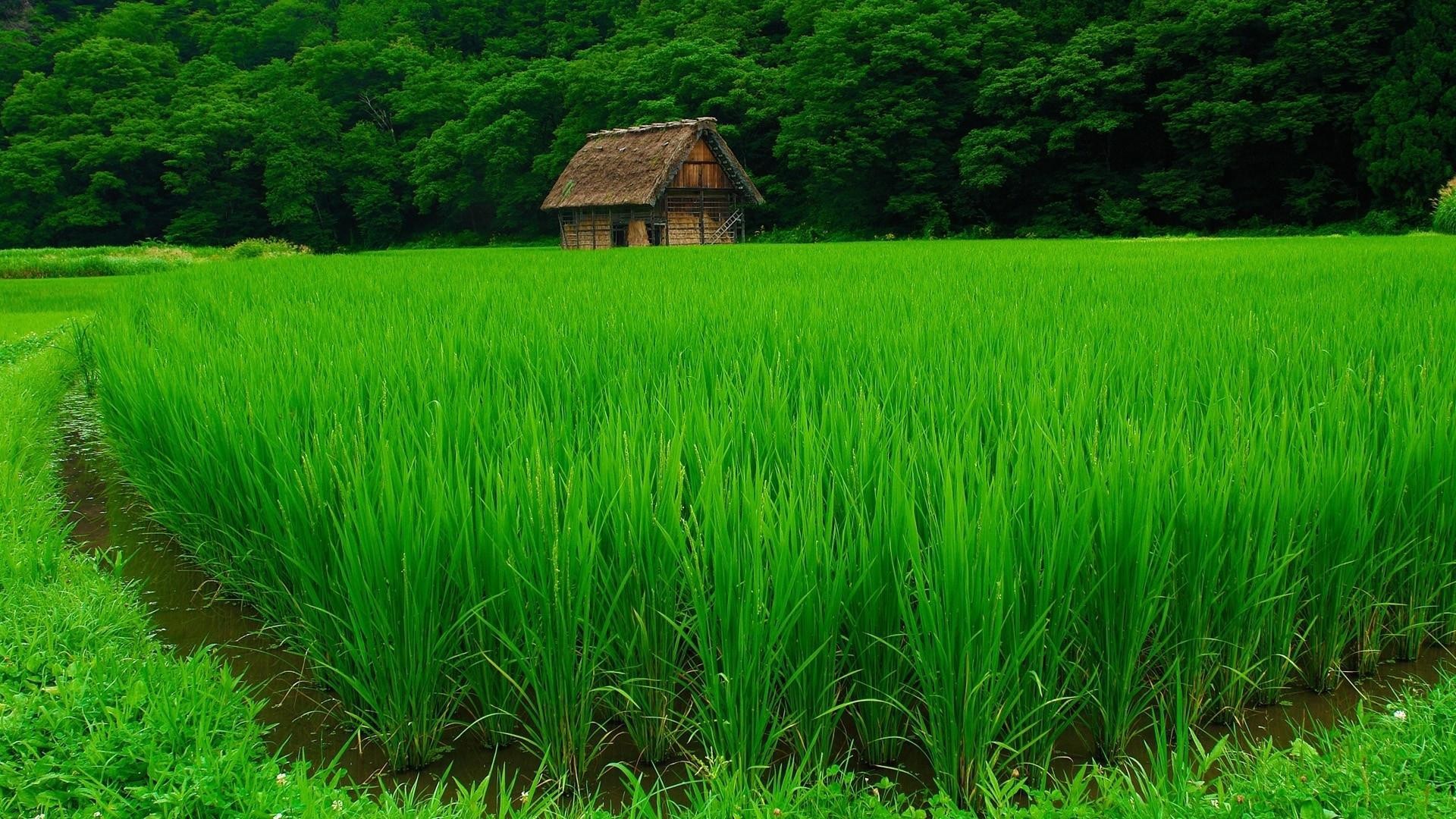 Zastaki.com - Нежная зелень рисовых полей