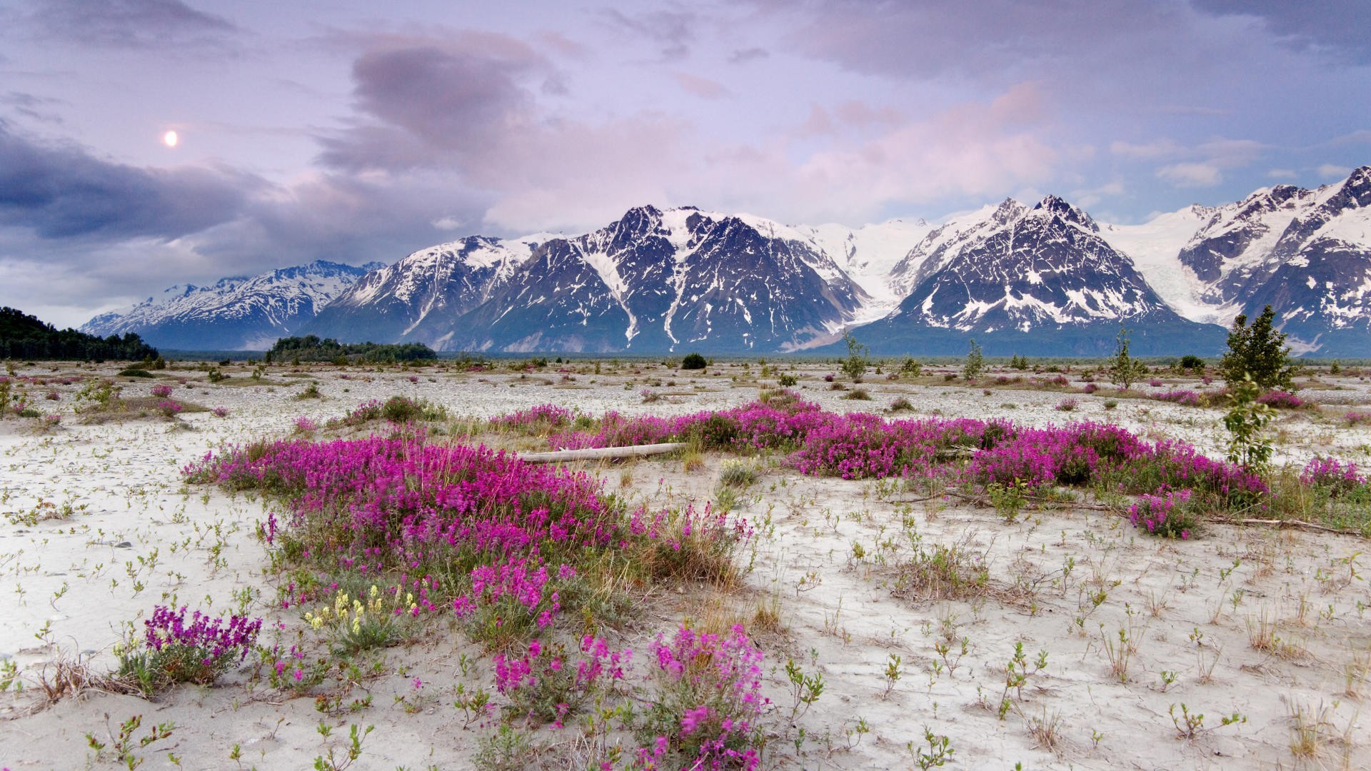 Nature___Flowers_Purple_flowers_in_the_sand_in_the_mountains_099092_.jpg