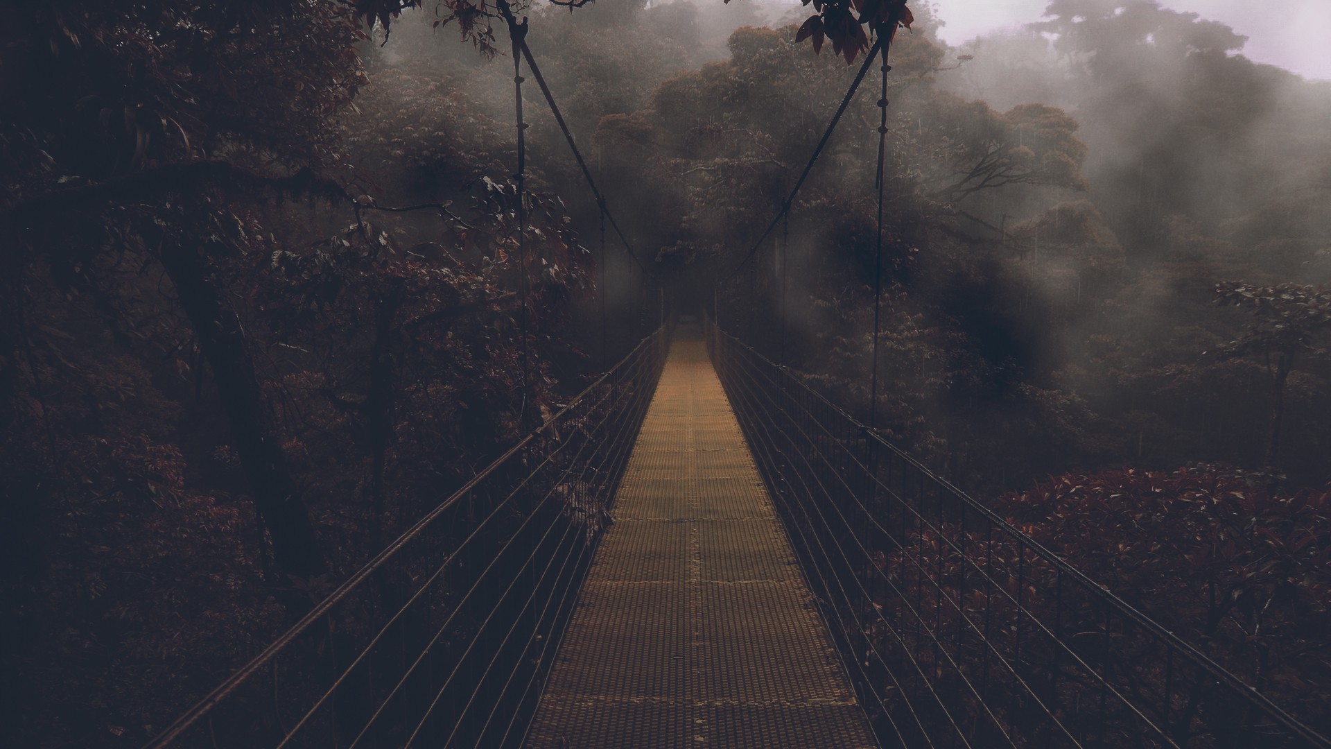 Bridge in a gloomy forest wallpapers and images - wallpapers, pictures ...
