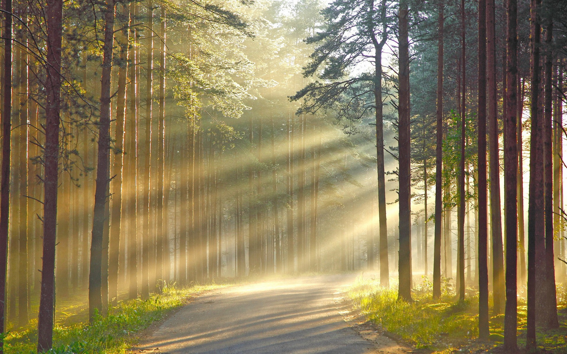 https://www.zastavki.com/pictures/originals/2015/Nature___Forest_Rays_of_the_sun_through_the_smoke_in_the_woods_100939_.jpg