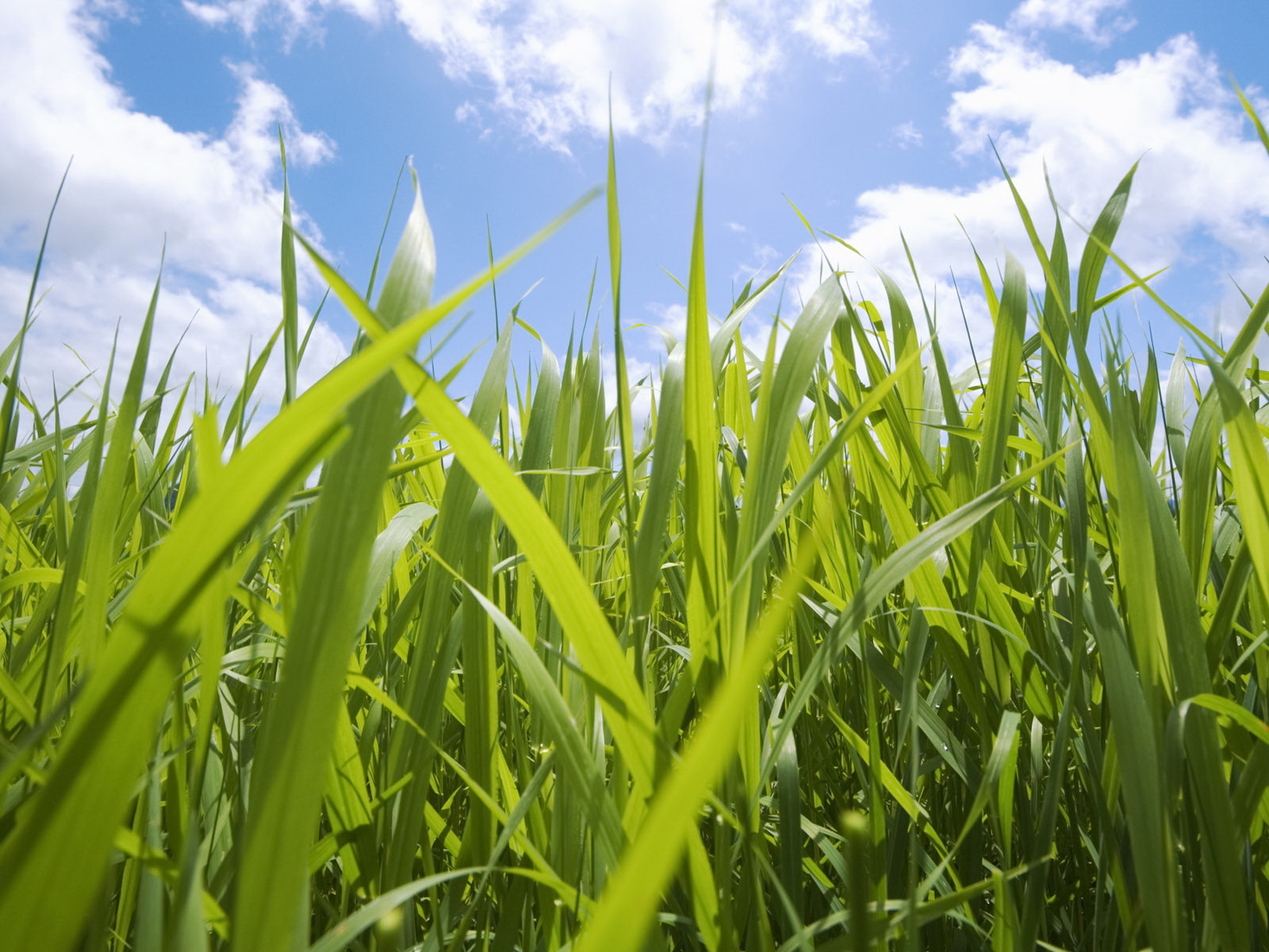 Grass plant. Трава. Зеленая трава. Трава фото. Высокая трава.