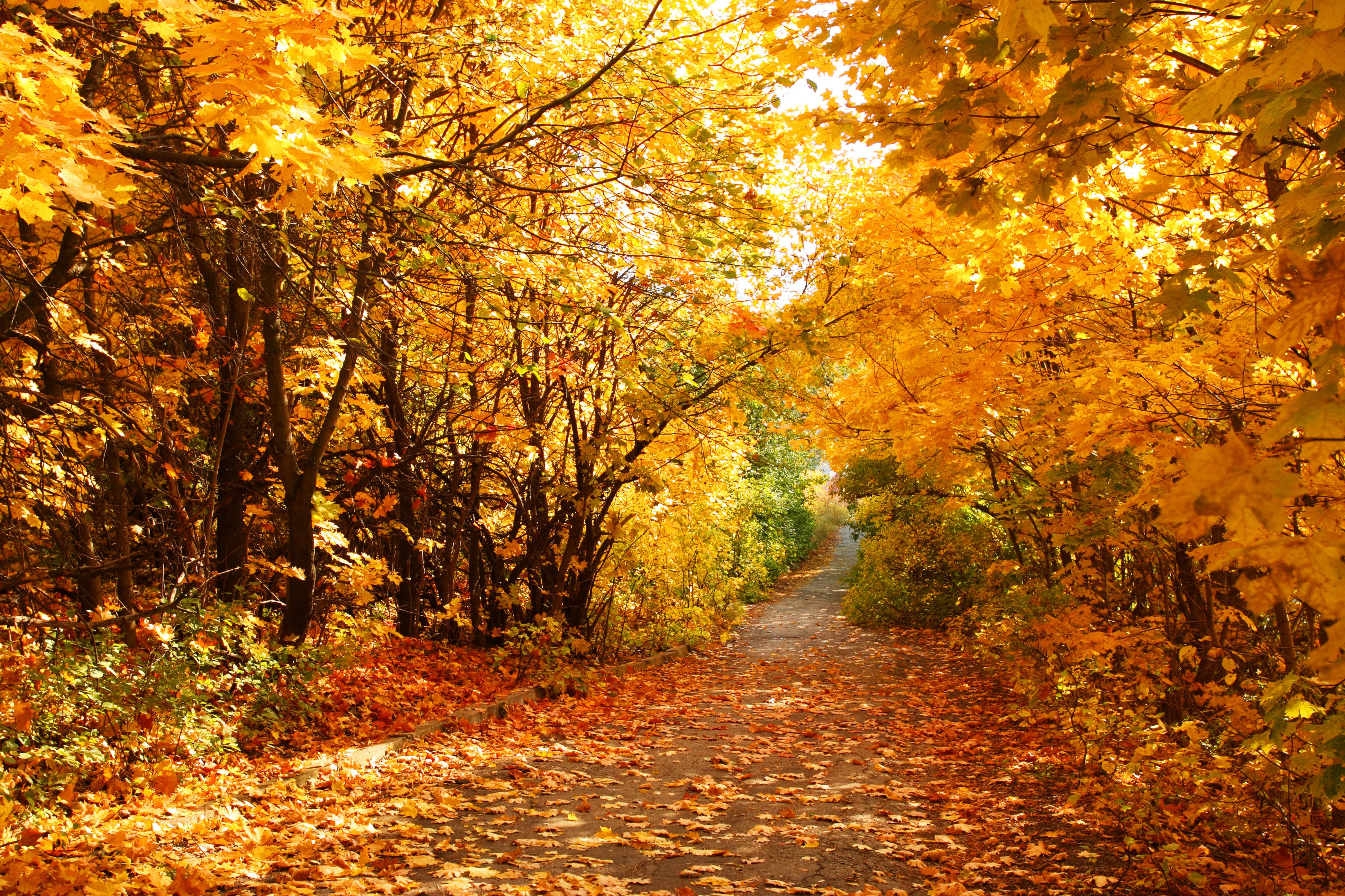 Фрагмент осени. Осень. Золотая осень. Осенний пейзаж. Осенний лес.