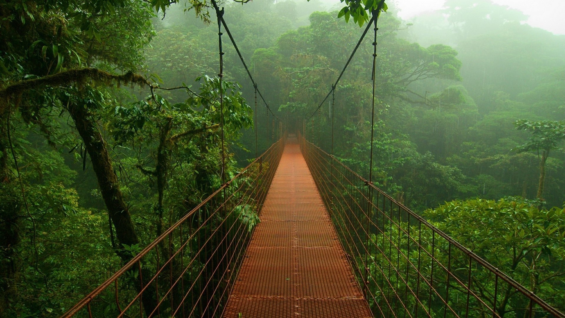 Bridge In The Forests Of The Amazon Wallpapers And Images Wallpapers Pictures Photos