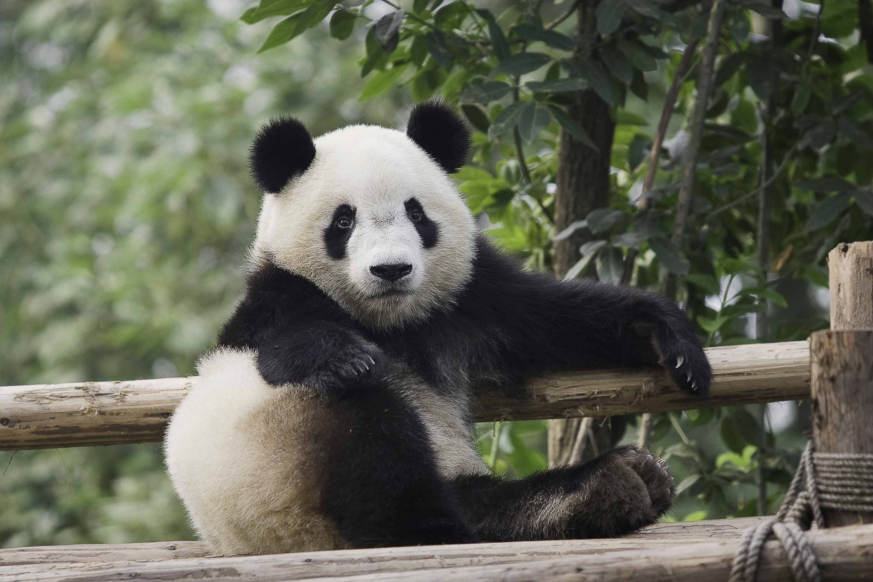 Great panda. Панда обыкновенная. Панди панди. Панда бамбуковый медведь. Медведь Панда фото.