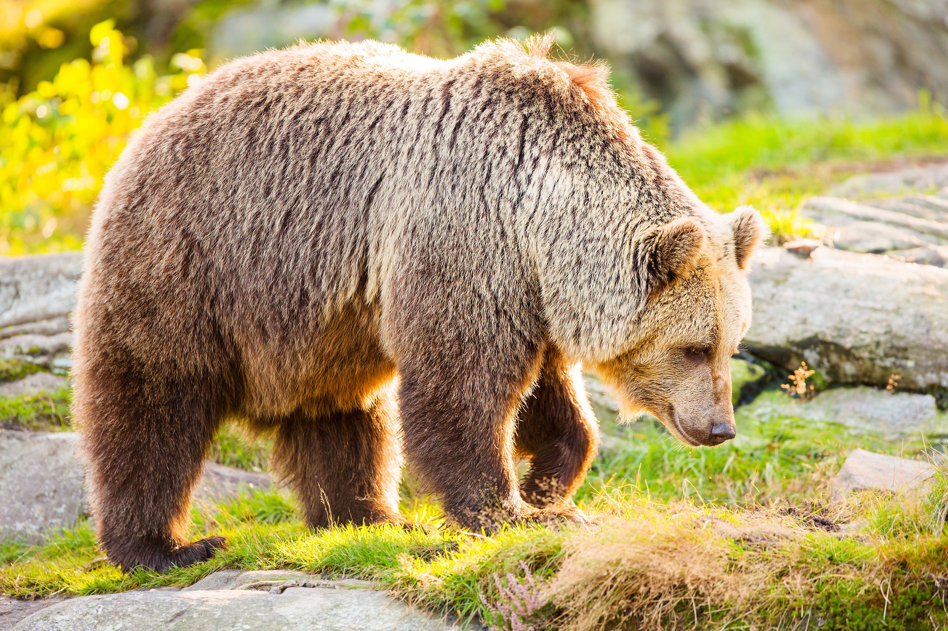 Какие медведи хищники. Бурый медведь (Ursus arctos). Апеннинский бурый медведь. Дальневосточный бурый медведь. Медведь Гризли.
