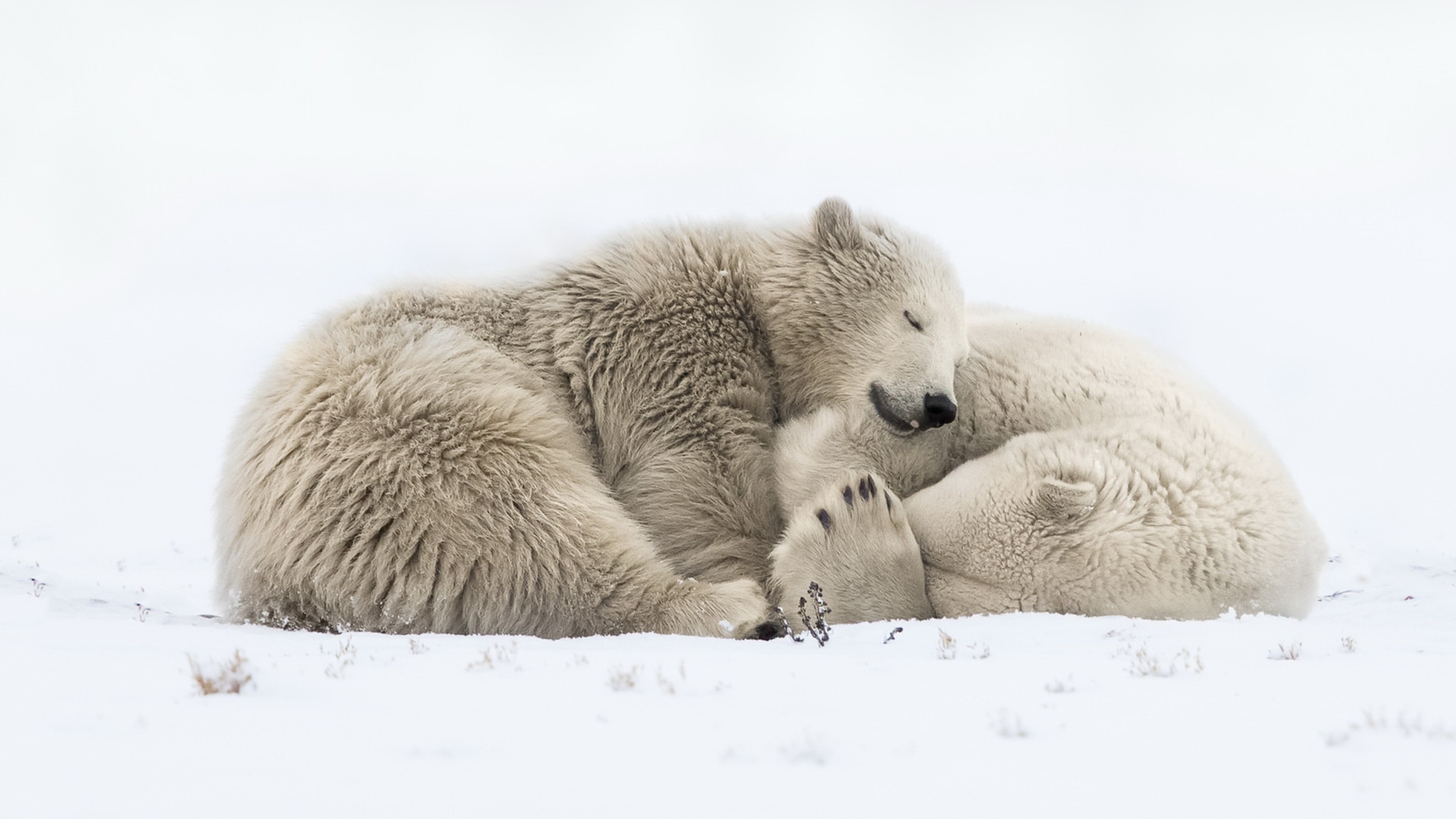 К чему снится много медведей. Белый Медвежонок. Белый медведь с медвежатами. Сонный медведь. Белый медведь лежит.