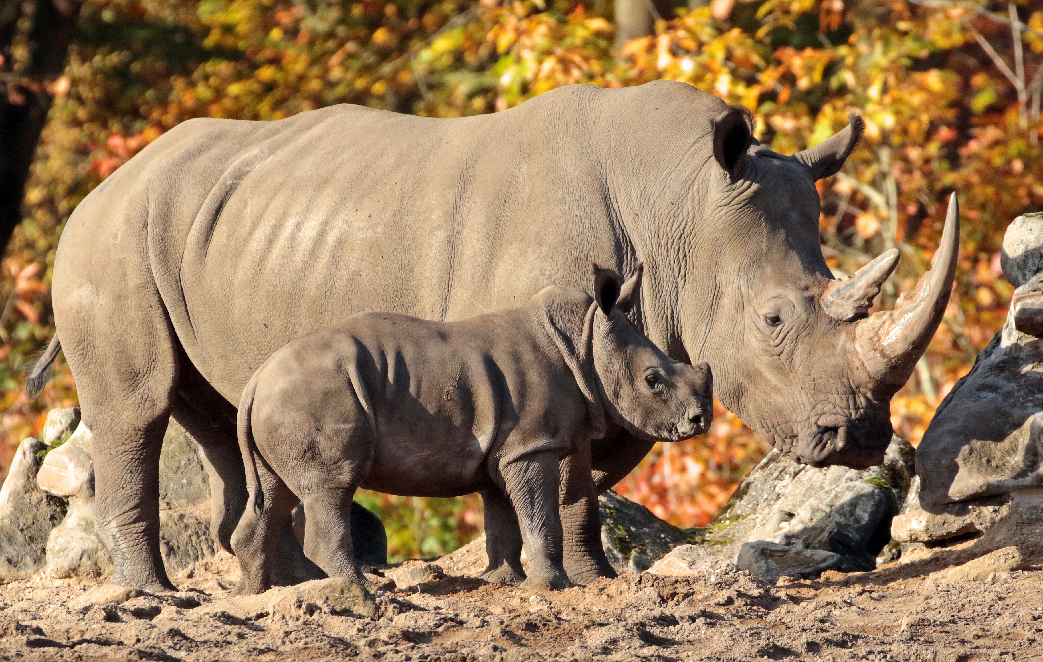 Страна носорогов. Северный суматранский носорог. Суматранский носорог детеныш. Австралийский носорог. Носороги парнокопытные.