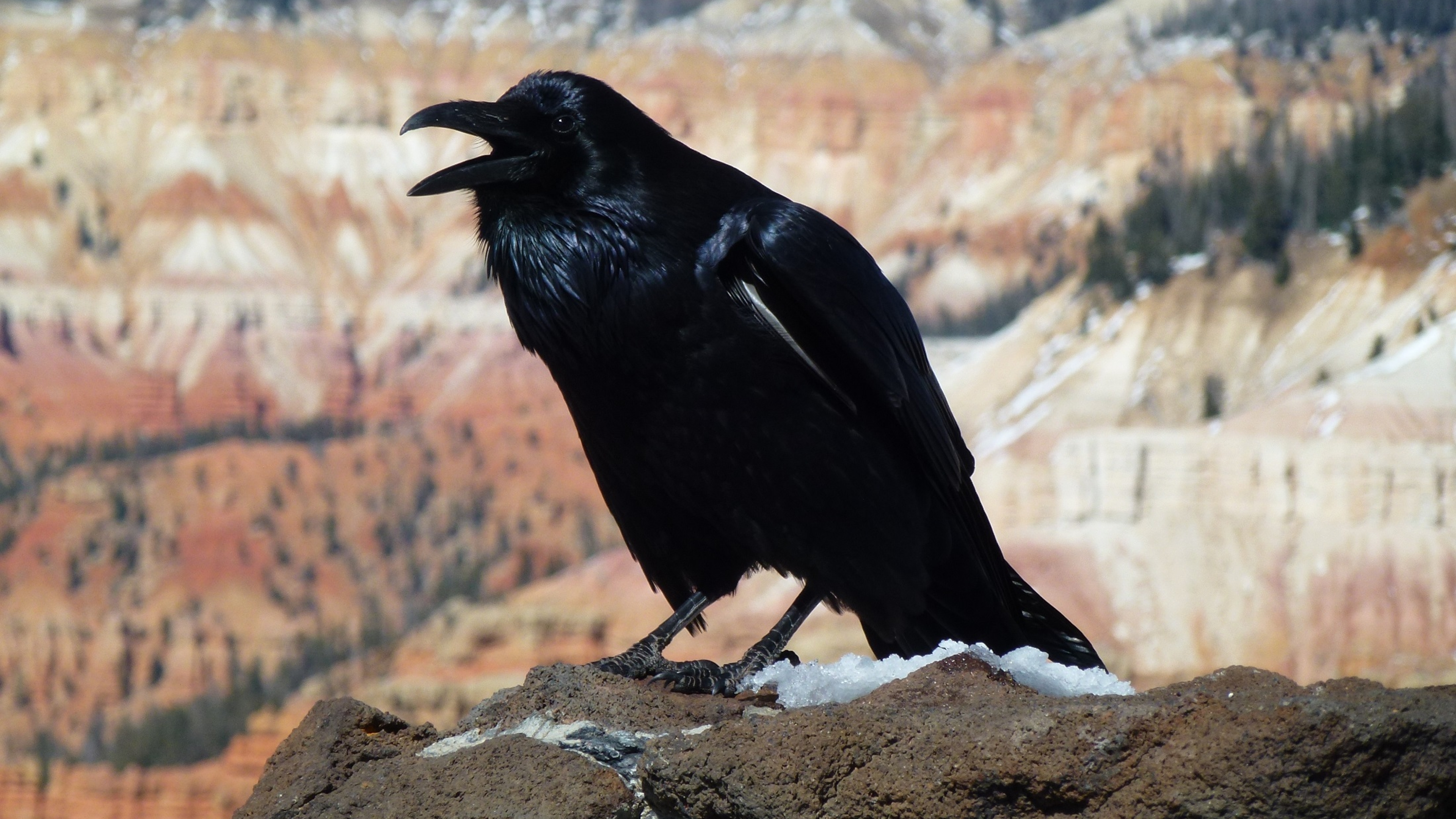 Огромные черные птицы. Ворона Монтана. Бангайская ворона. Кузгун ворон. Большой ворон.