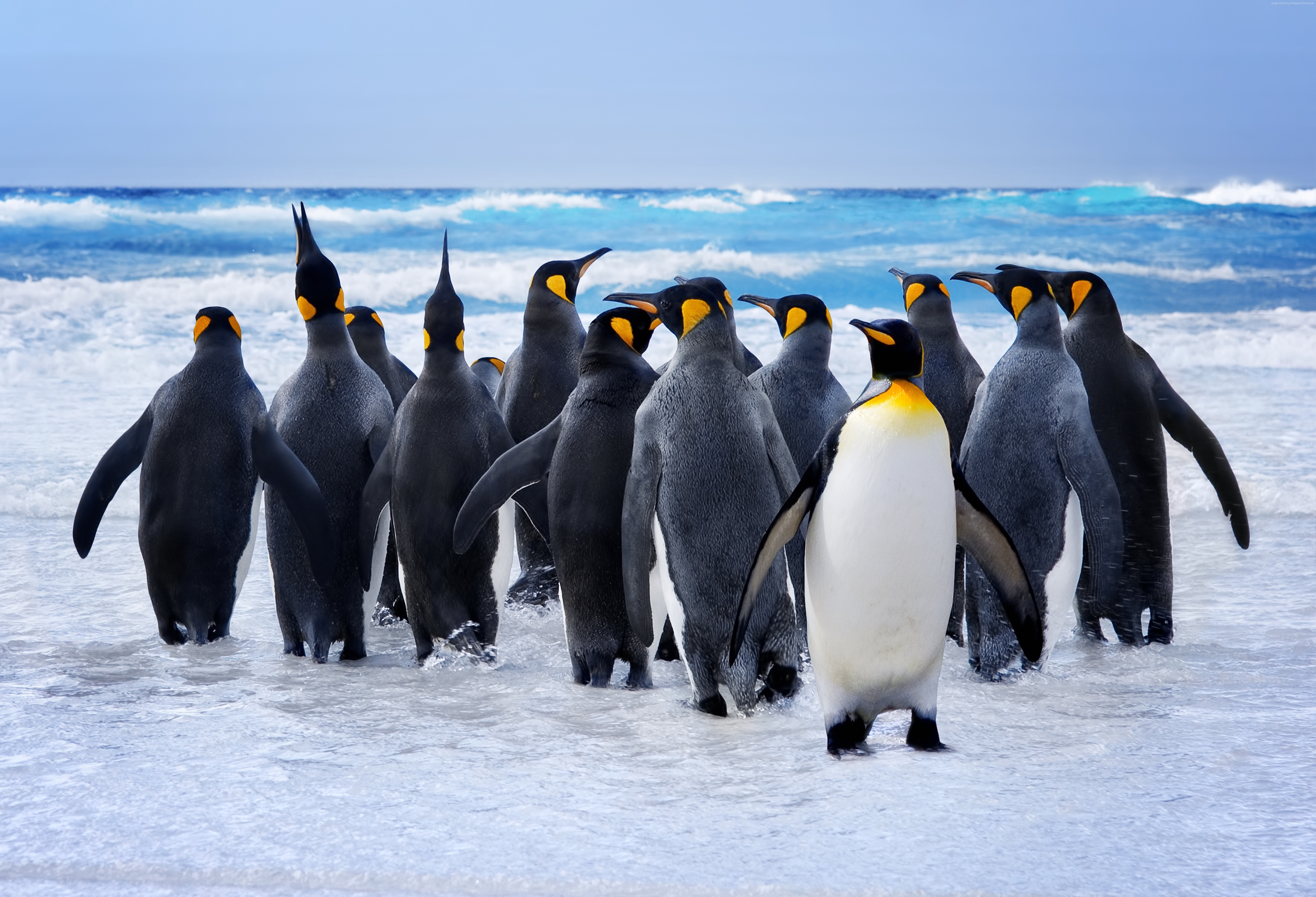 Обитатели северного океана. Императорский Пингвин в Антарктиде. Королевский Пингвин в Антарктиде. Животные Антарктиды Королевский Пингвин. Королевский Пингвин птицы Антарктики.