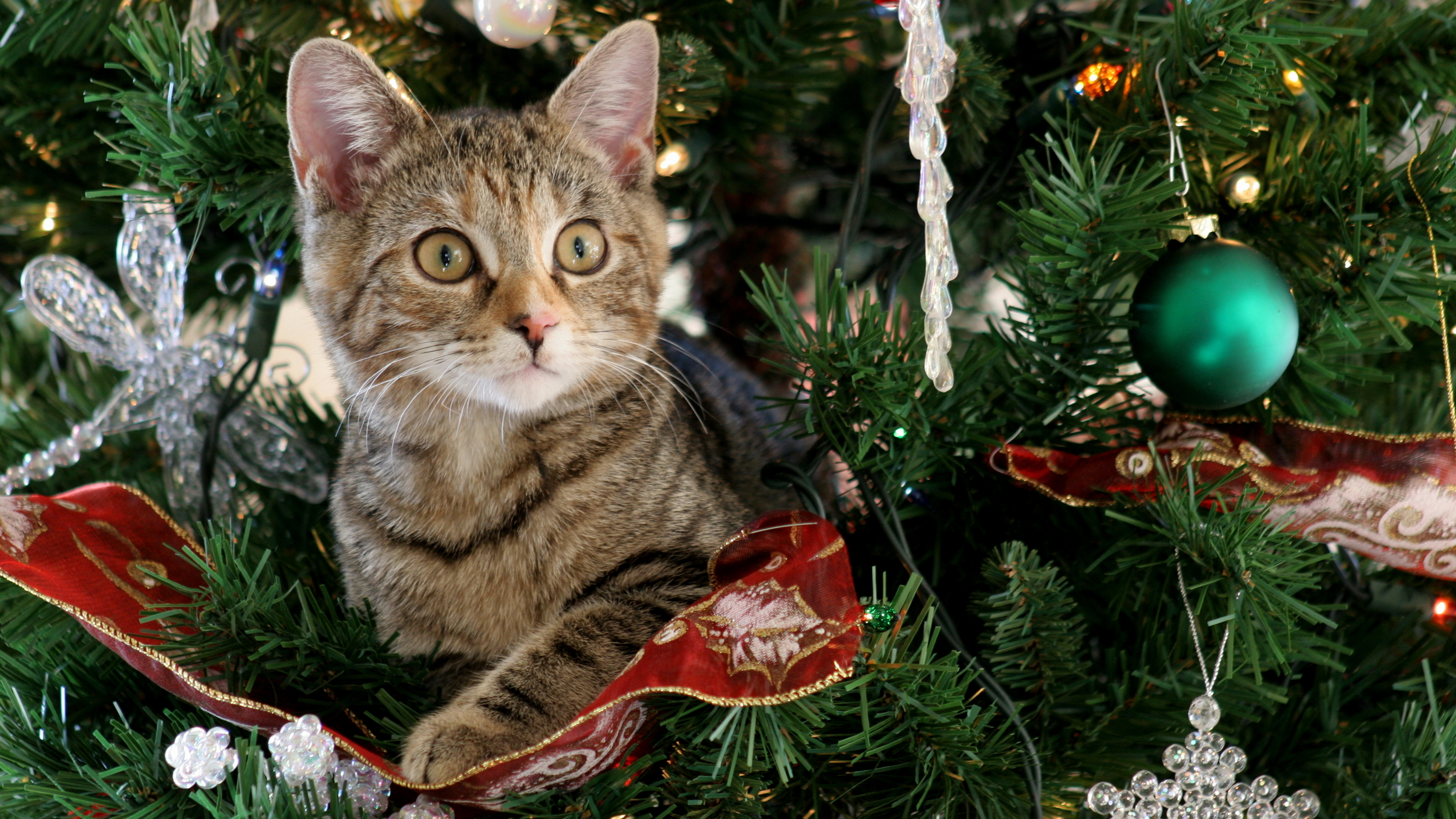 Новогодняя заметил. Новогодний котик. Новогодняя елка. Кот и Новогодняя елка. Кошка и елка.