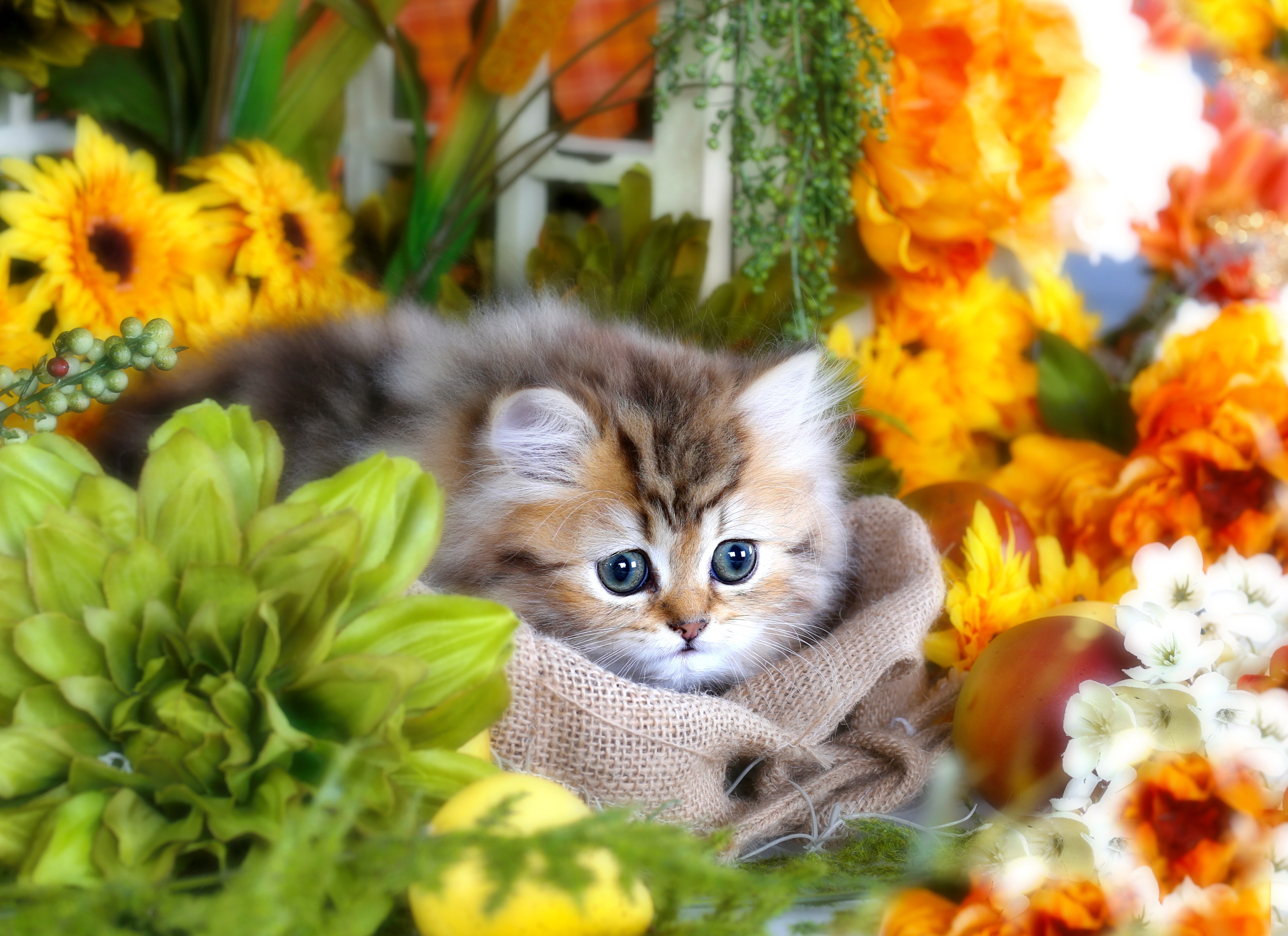 Cute Fluffy Gray Kitten With Big Eyes In Flowers Wallpapers And