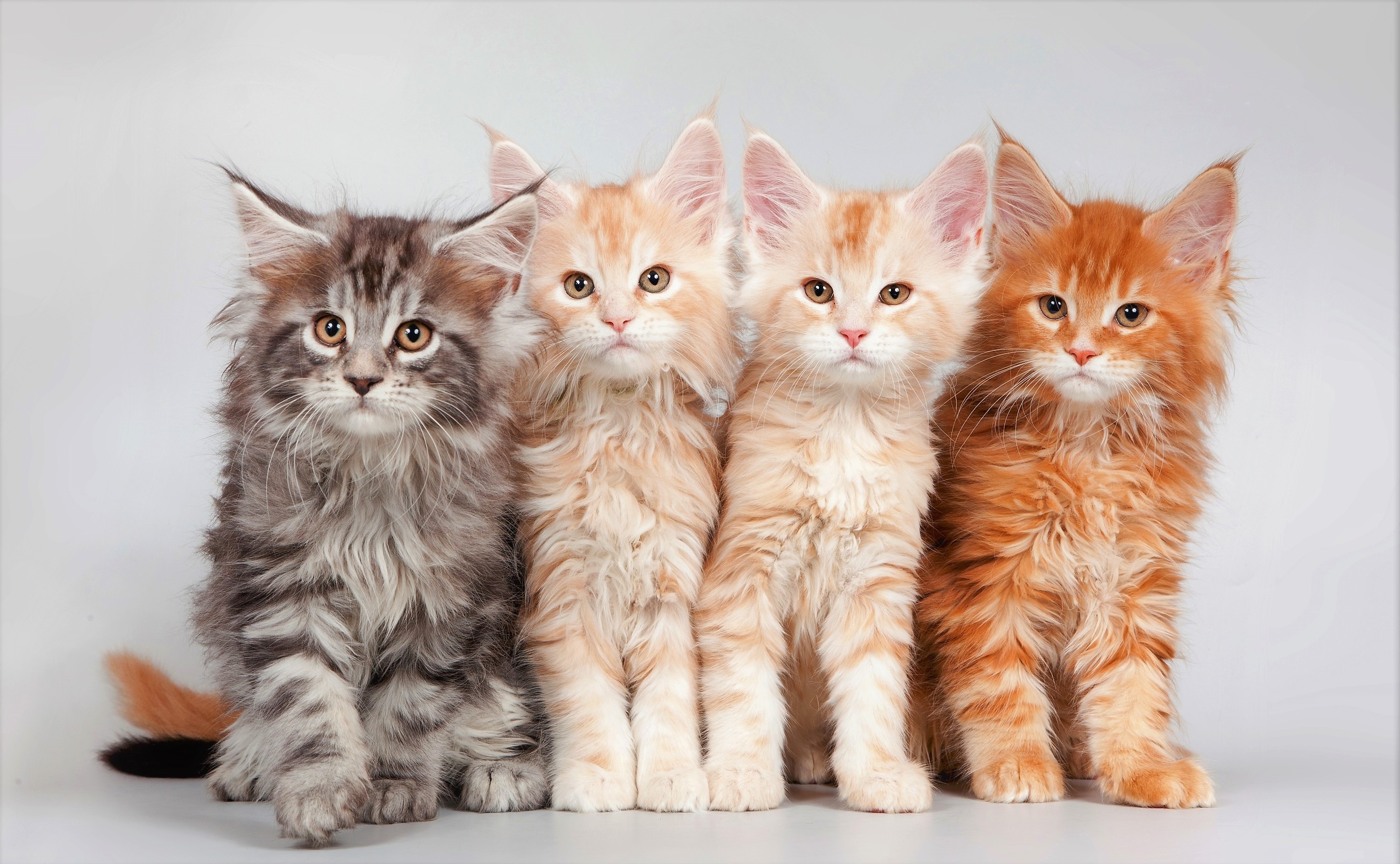 Четверо кошек. Мейн-кун. Кошка Мейн кун. Котята Мейн куна. Котята породы Мейн кун.