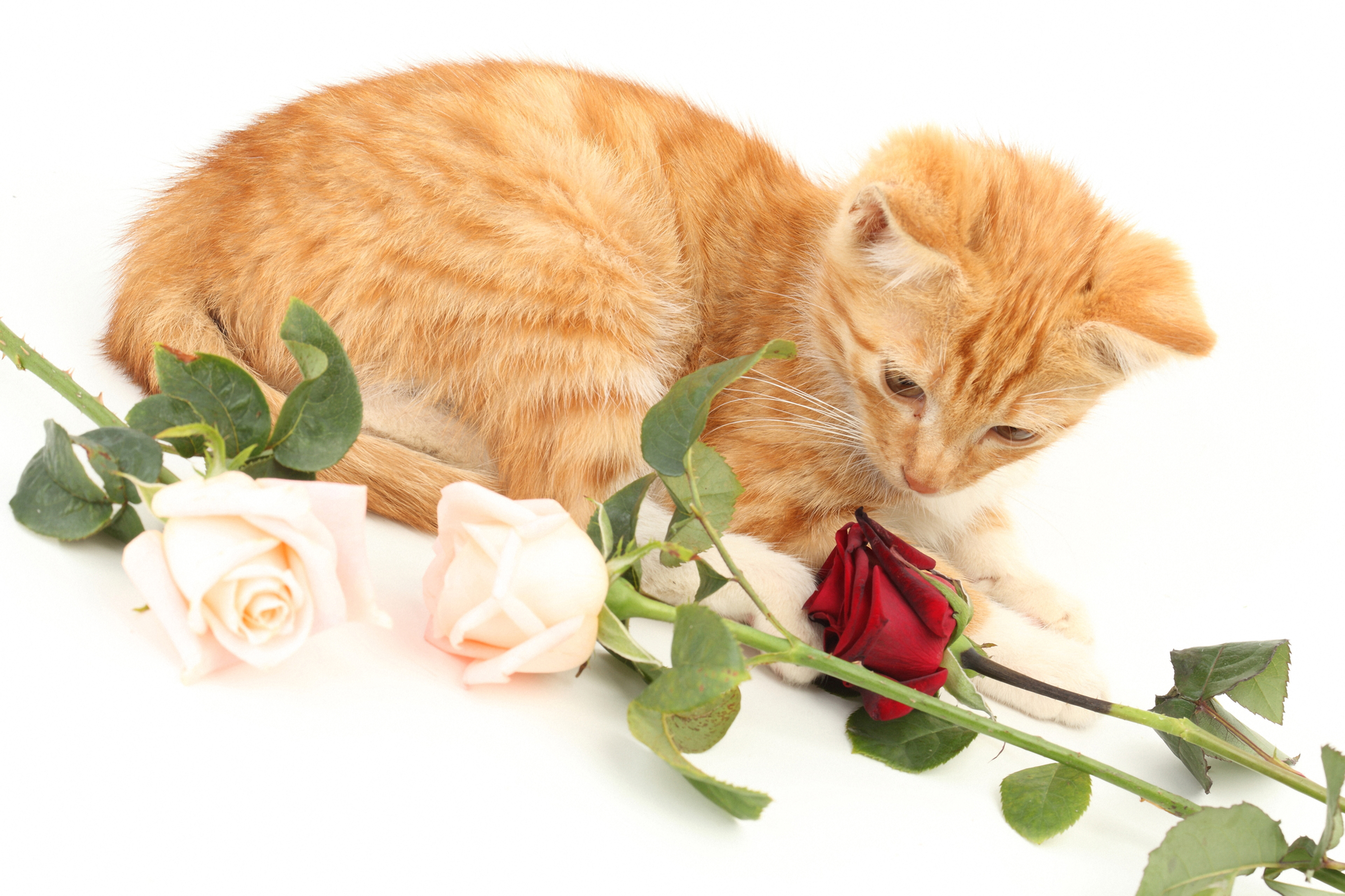 Открытки с рыжими котами. Рыжий кот. Рыжий котёнок. Кошки и цветы. Рыжий кот с цветами.