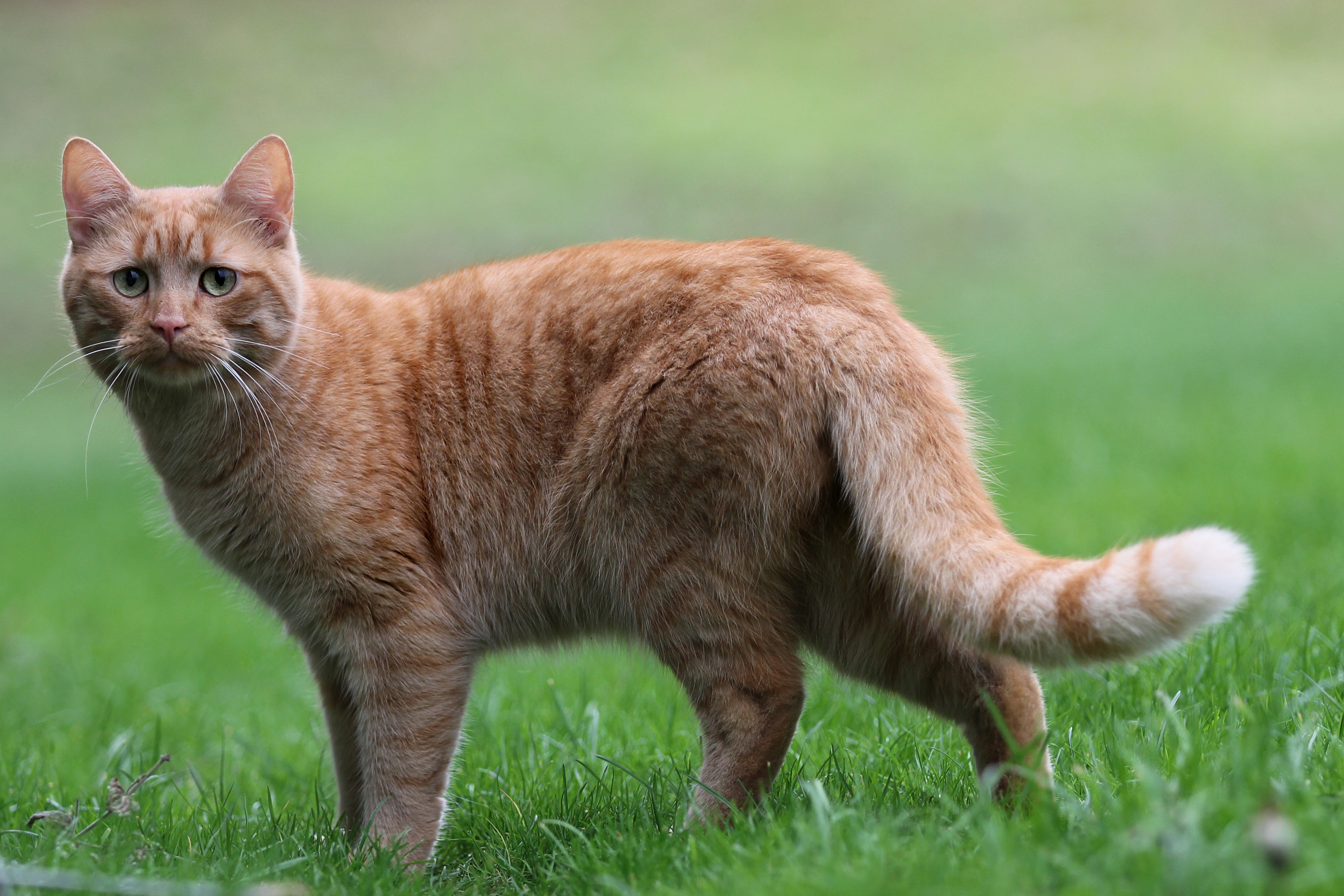 Котенок издает звуки. Цейлонская кошка рыжая. Кошка породы Цейлон. Ка. Стоящая кошка.