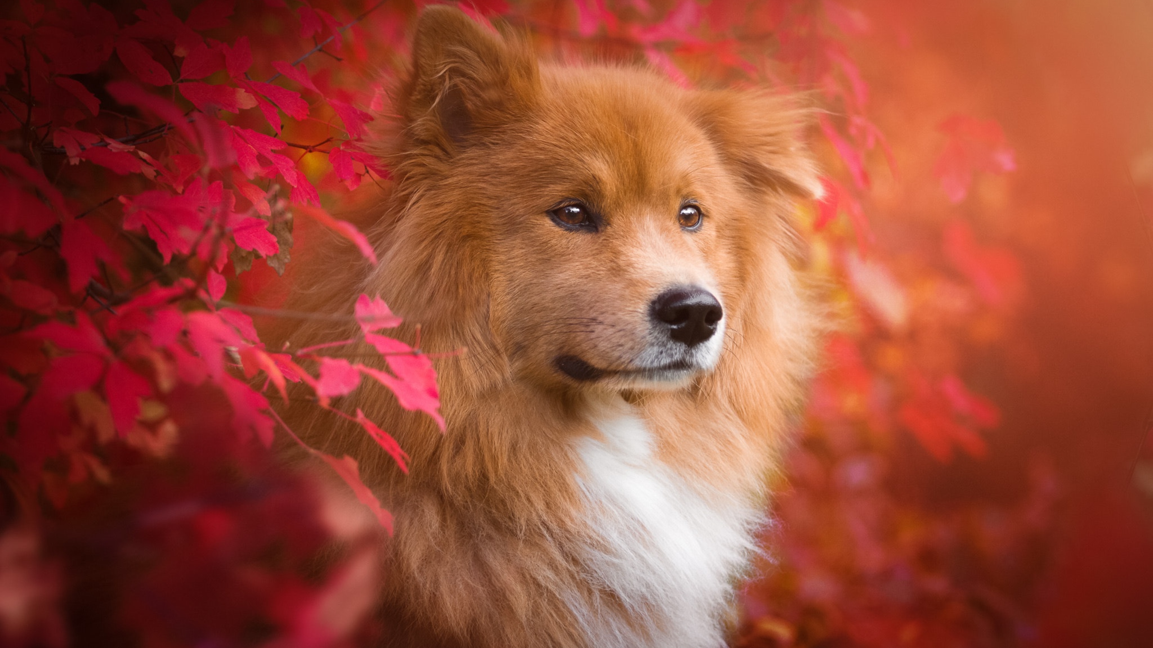 Zastaki.com - Большая рыжая собака с грустной мордой