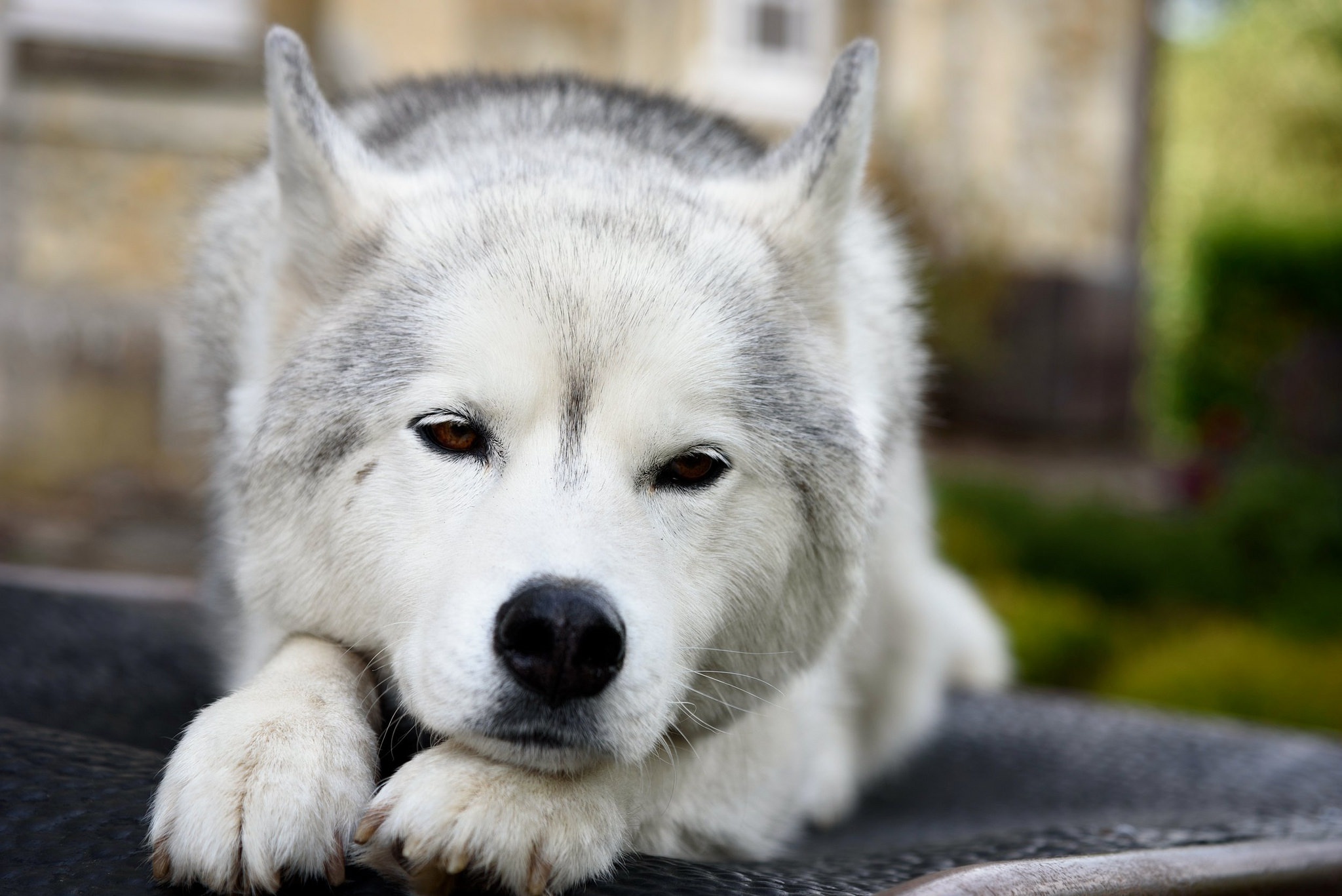 Are Huskies Cuddly? Pet Owners Beware! Are Huskies Cuddly Are Huskies Cuddly? Pet Owners Beware! Are Huskies Cuddly