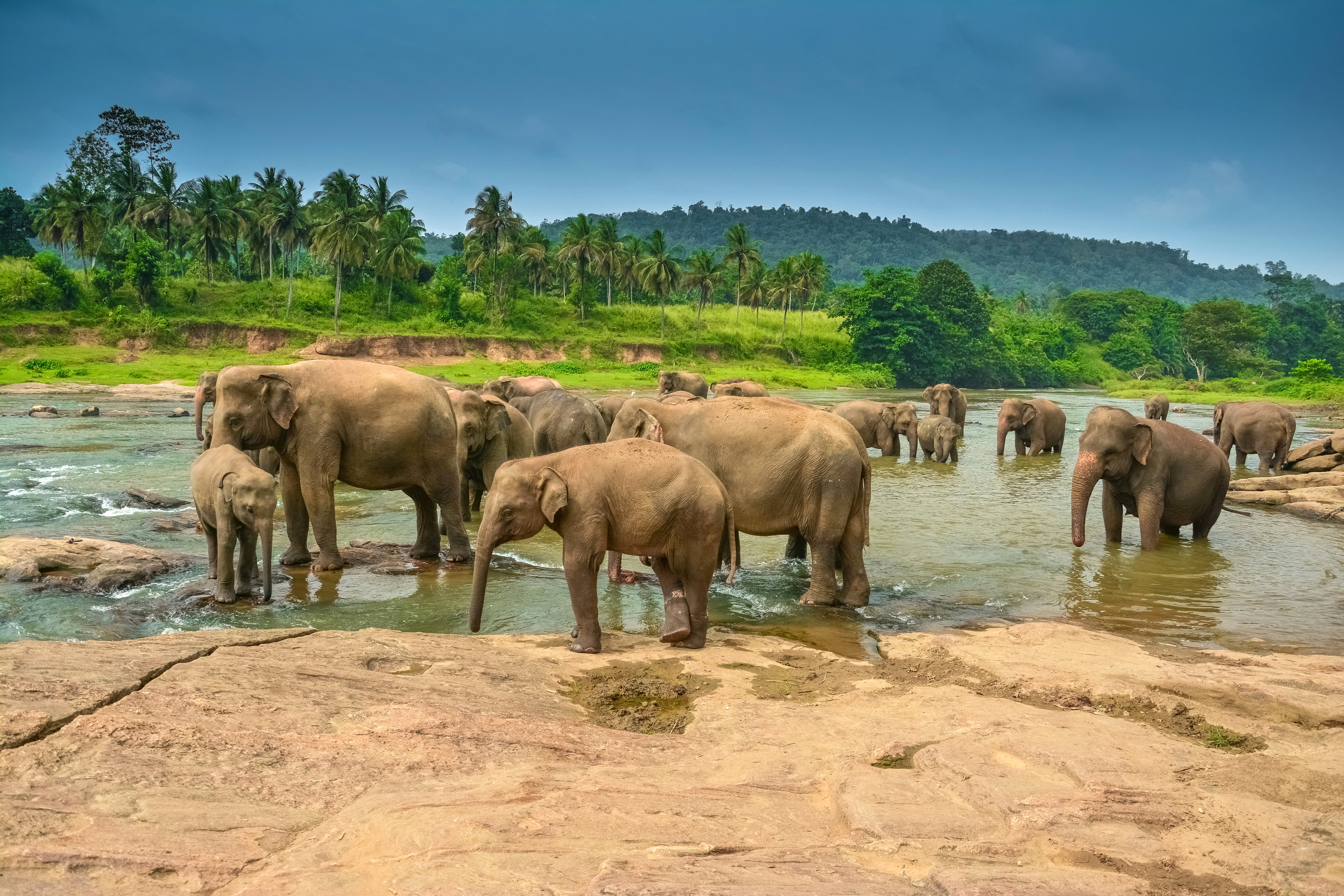 Слоновье стадо. Пиннавела Шри Ланка. Шри Ланка животные. Слоны на водопое. Шри Ланка слоны.