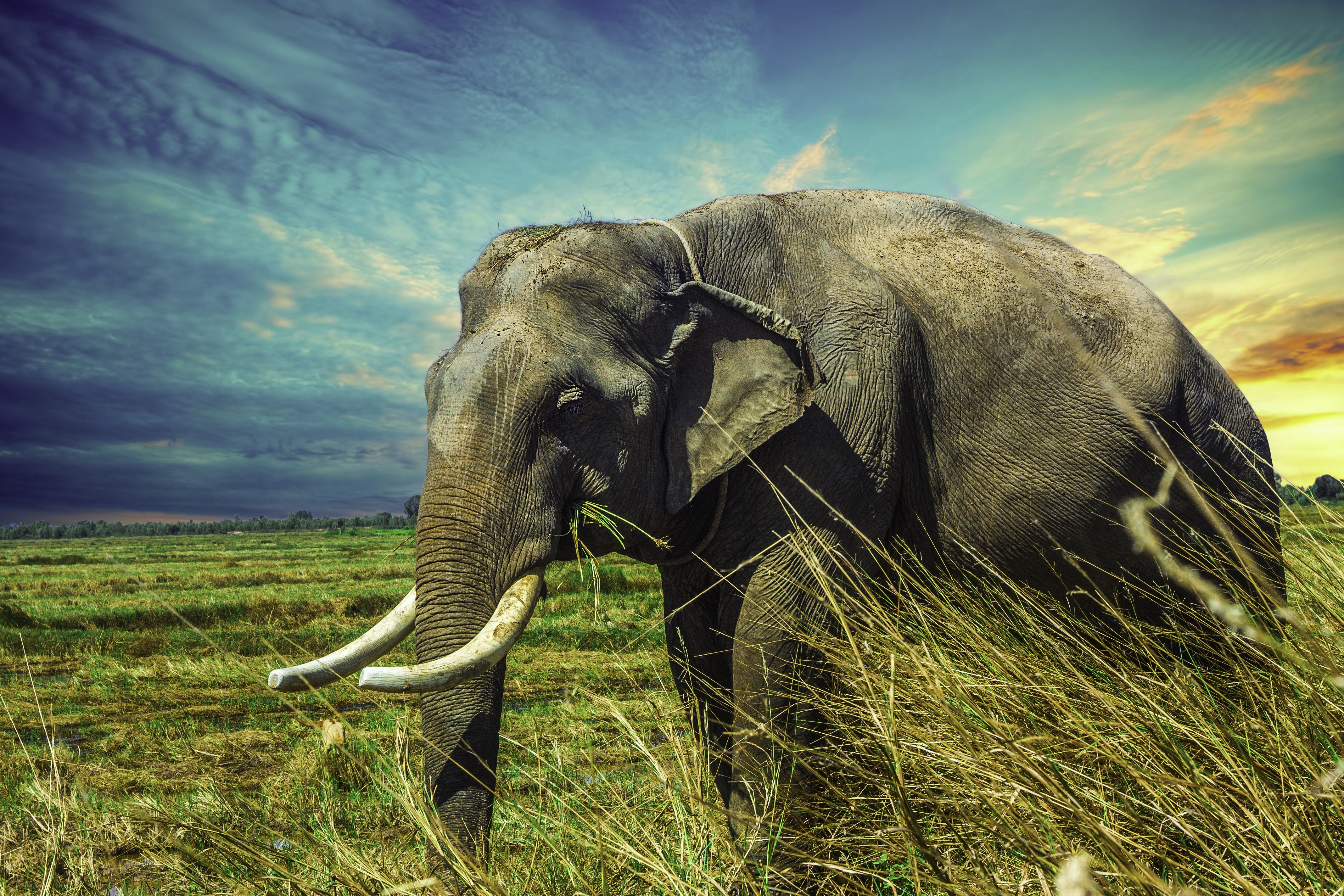 Elephant на русском языке. Африканский саванский слон. «Слон в саваннах» Ватагин. Красивый слон. Изображение слона.