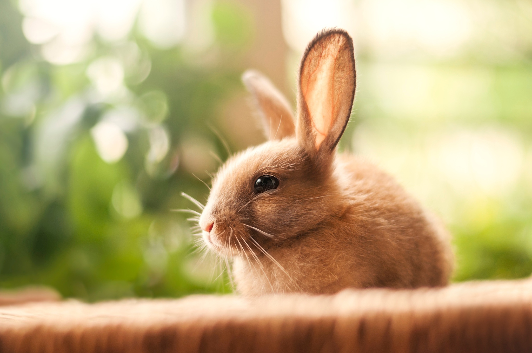 Zastaki.com - Милый декоративный кролик с длинными ушами 