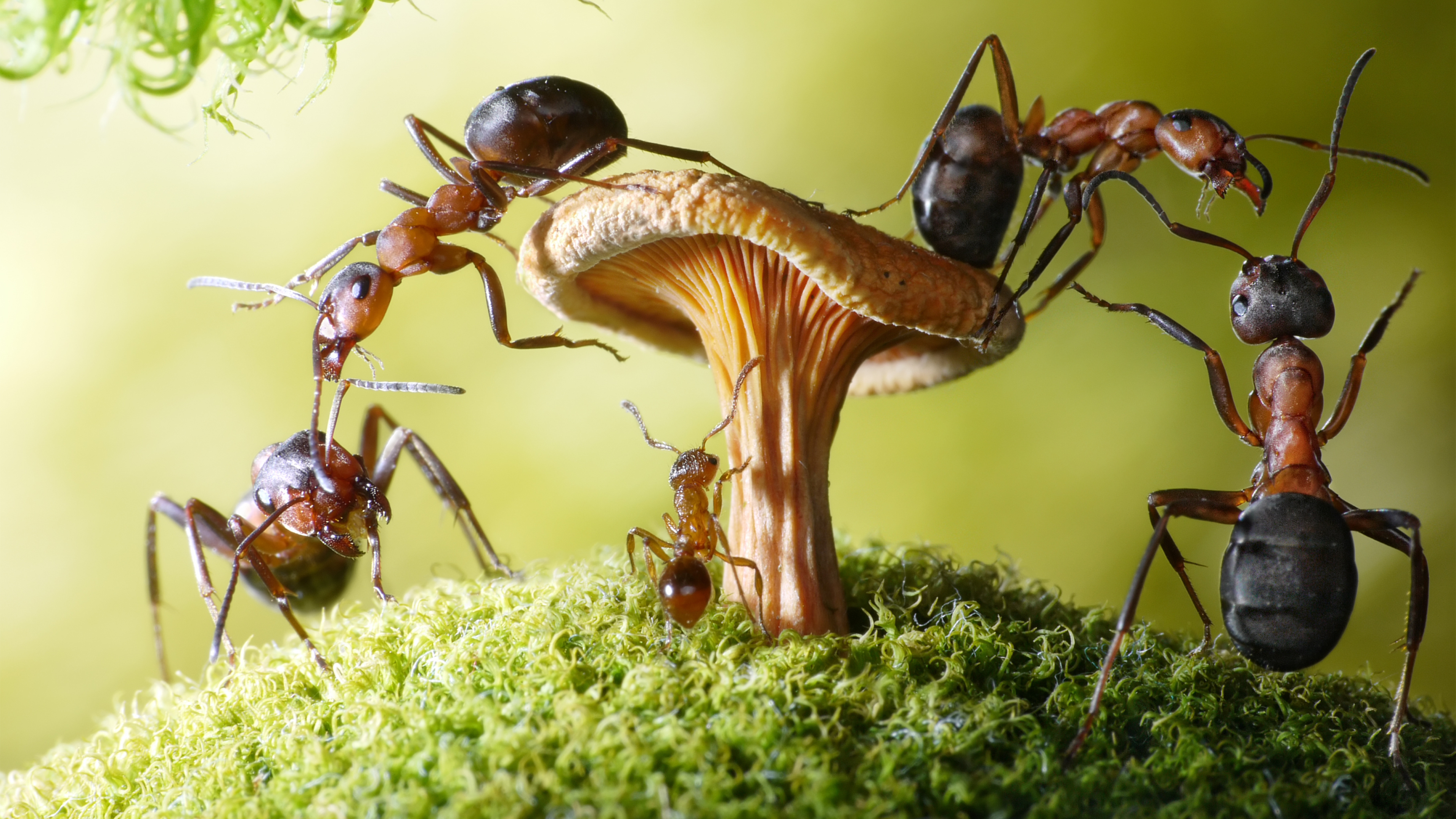 Муравей фото. Андрей Павлов фотограф муравьи. Бешеные муравьи Рэсберри. Муравьи листорезы выращивают грибы. Фараоновые муравьи Муравейник.